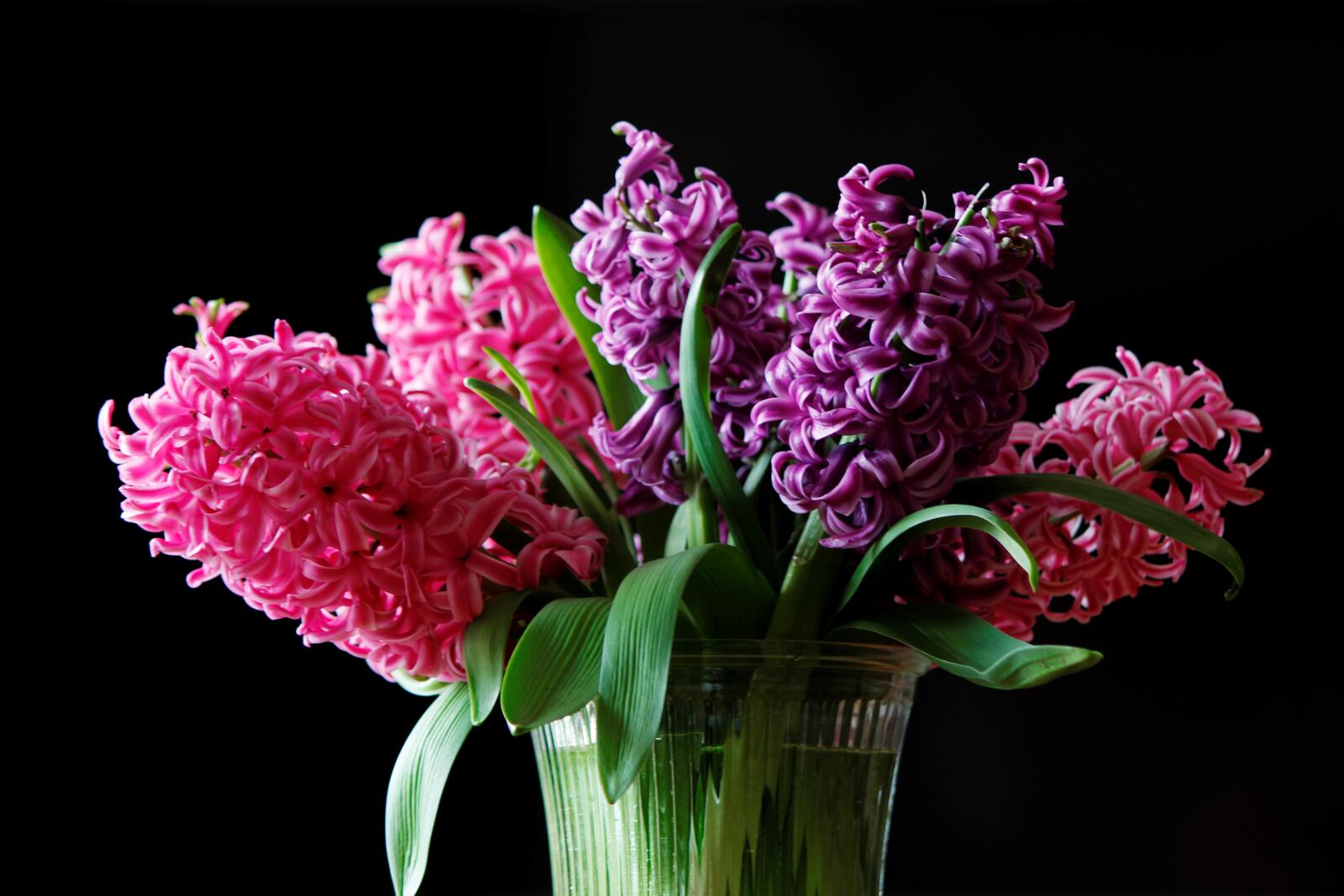 Wallpapers Hyacinth flowers vase on the desktop