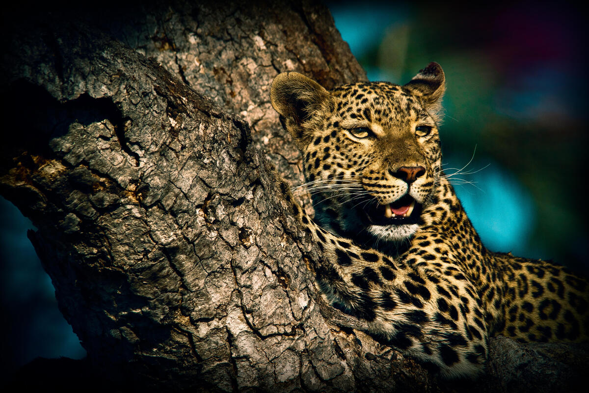 Фото скачать хищник, леопард