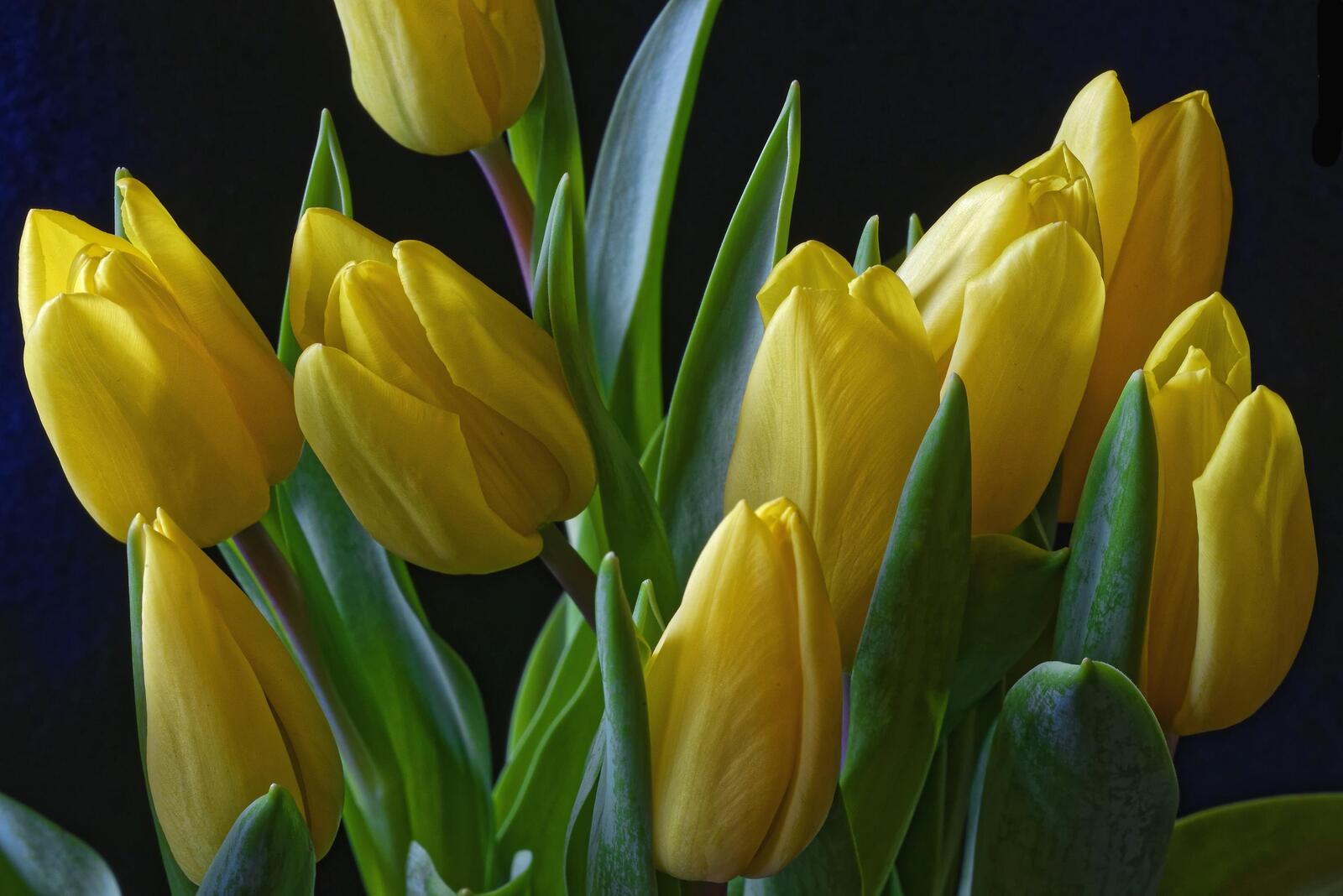 Wallpapers tulips yellow buds on the desktop