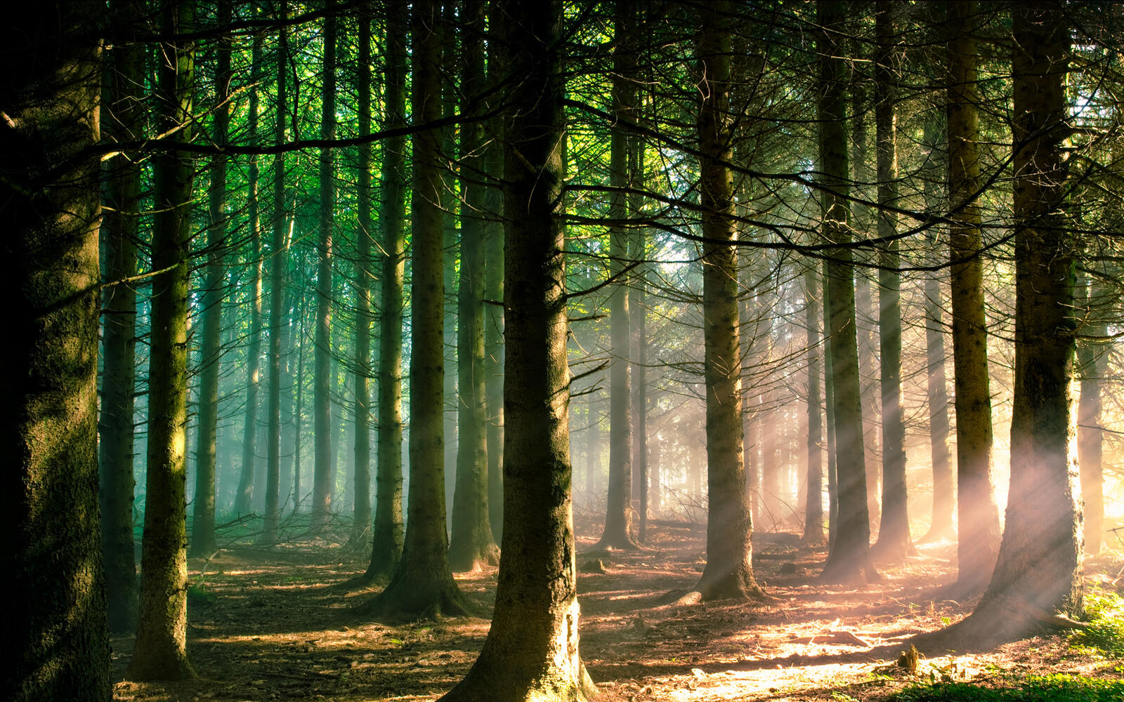 Обои лес природа свет на рабочий стол