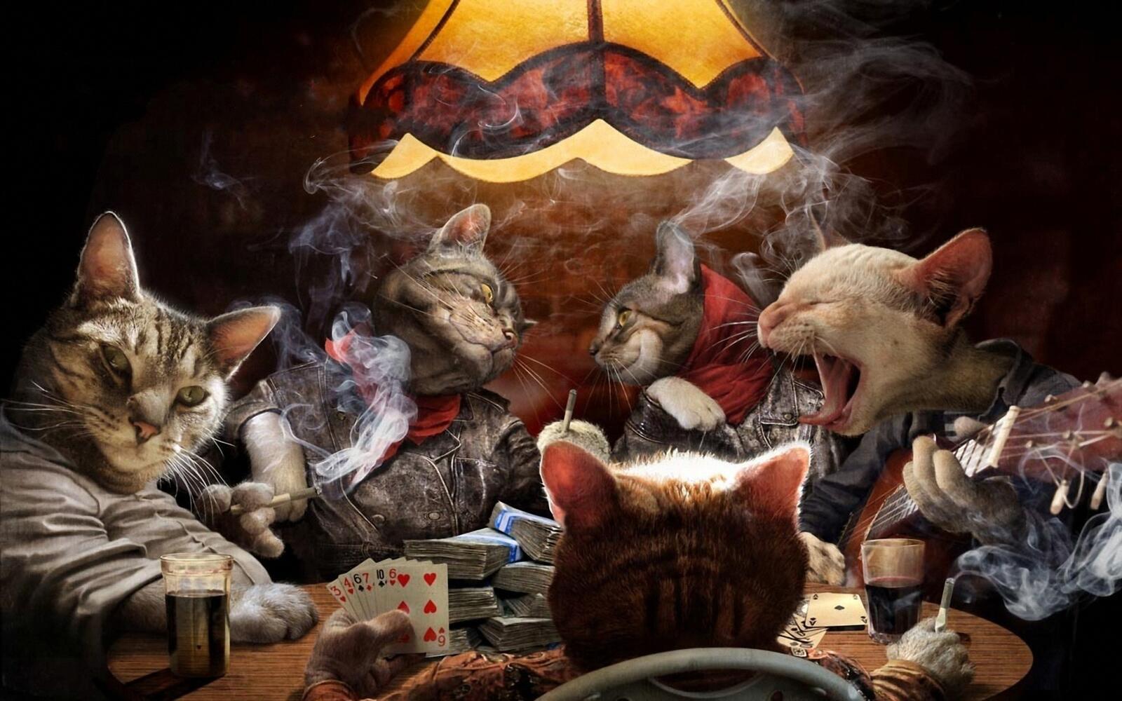 Wallpapers cats cards smoke on the desktop