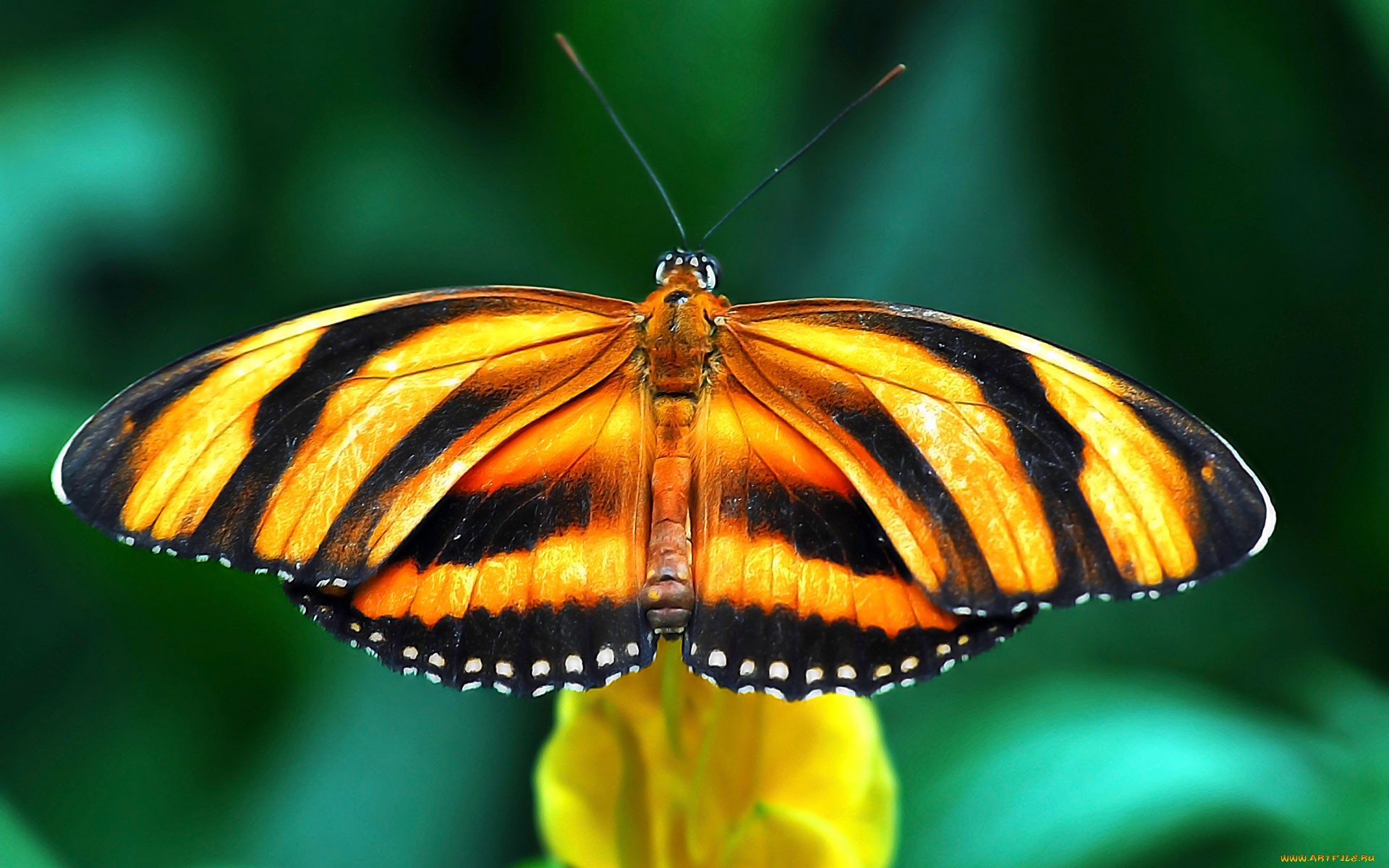Обои бабочка полосатая крылья на рабочий стол