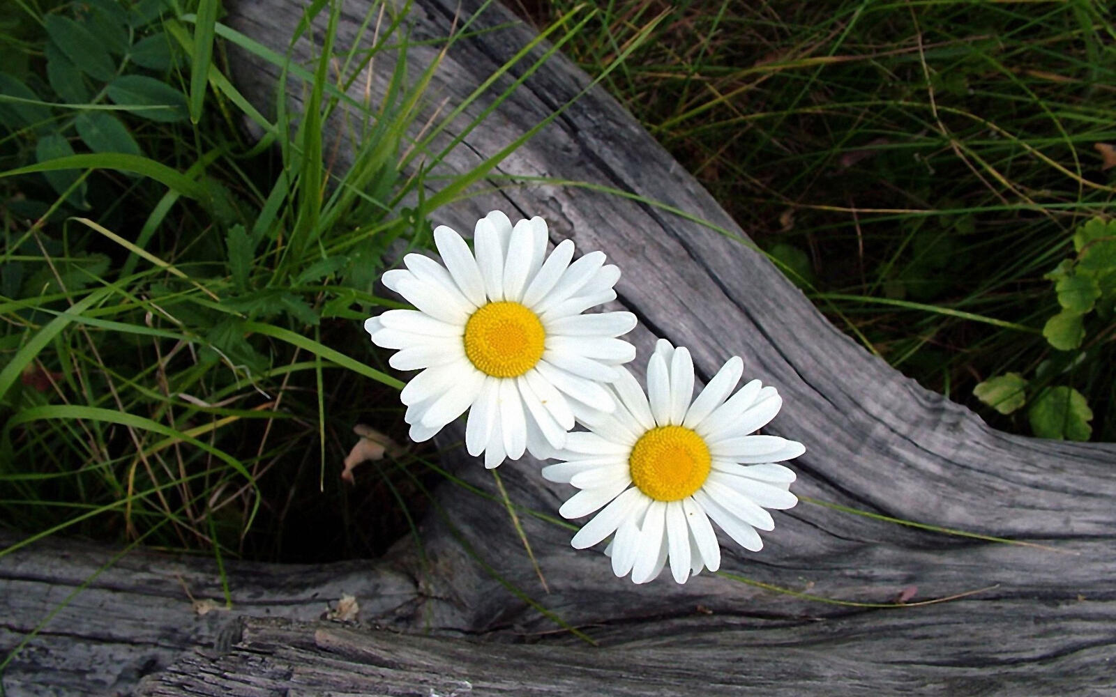 Wallpapers daisies petals middle on the desktop