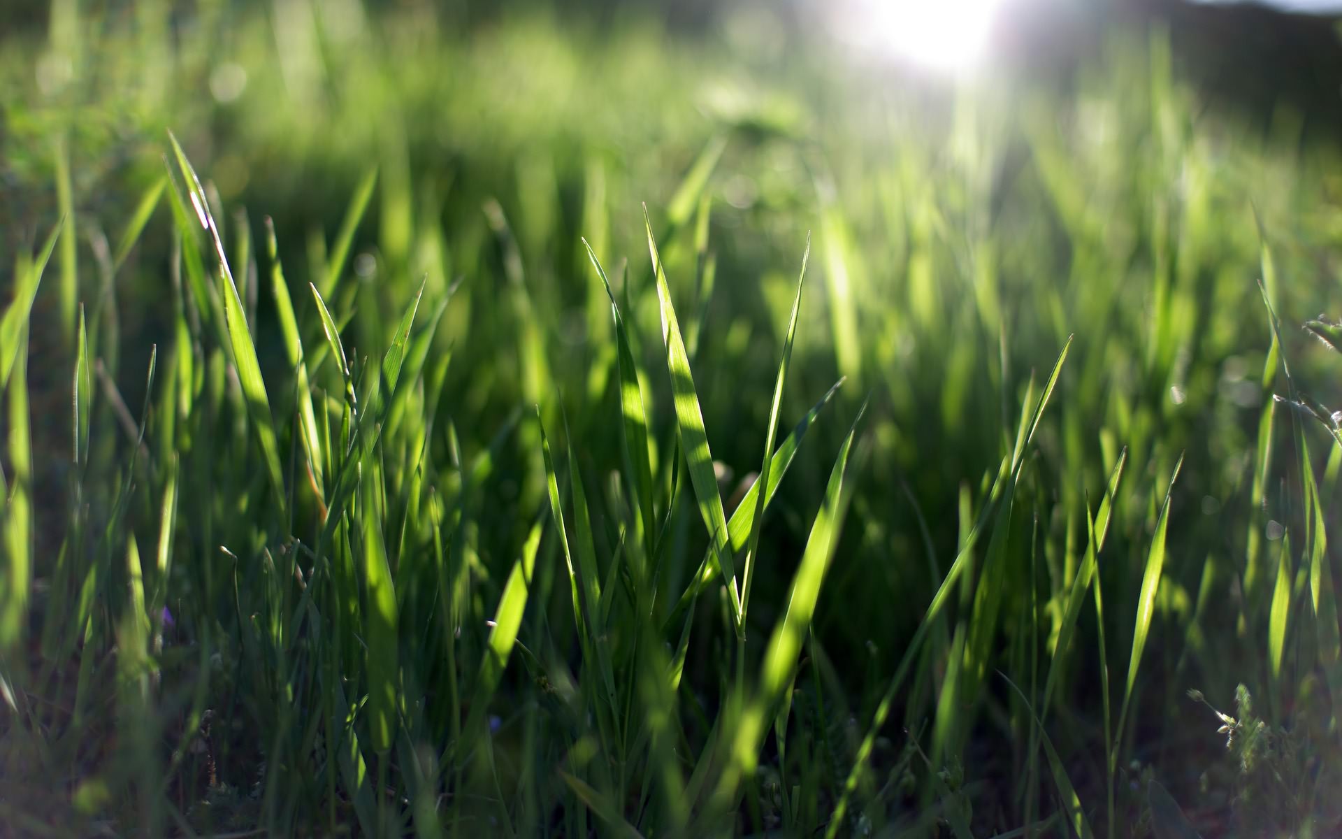 Размытый грунт. Зеленая трава. Трава фон. Лето зелень. Густая трава.