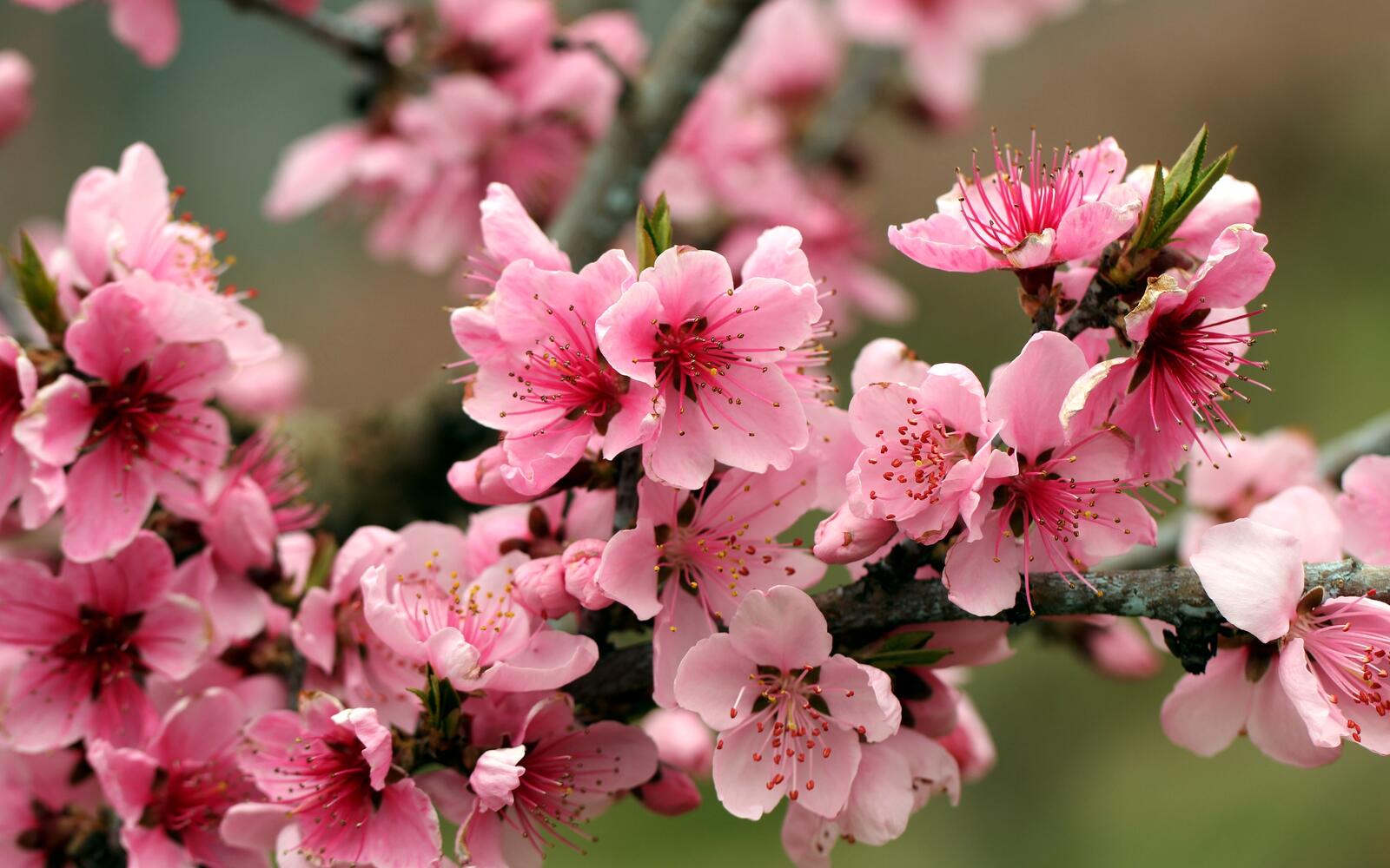Wallpapers spring tree cherry on the desktop