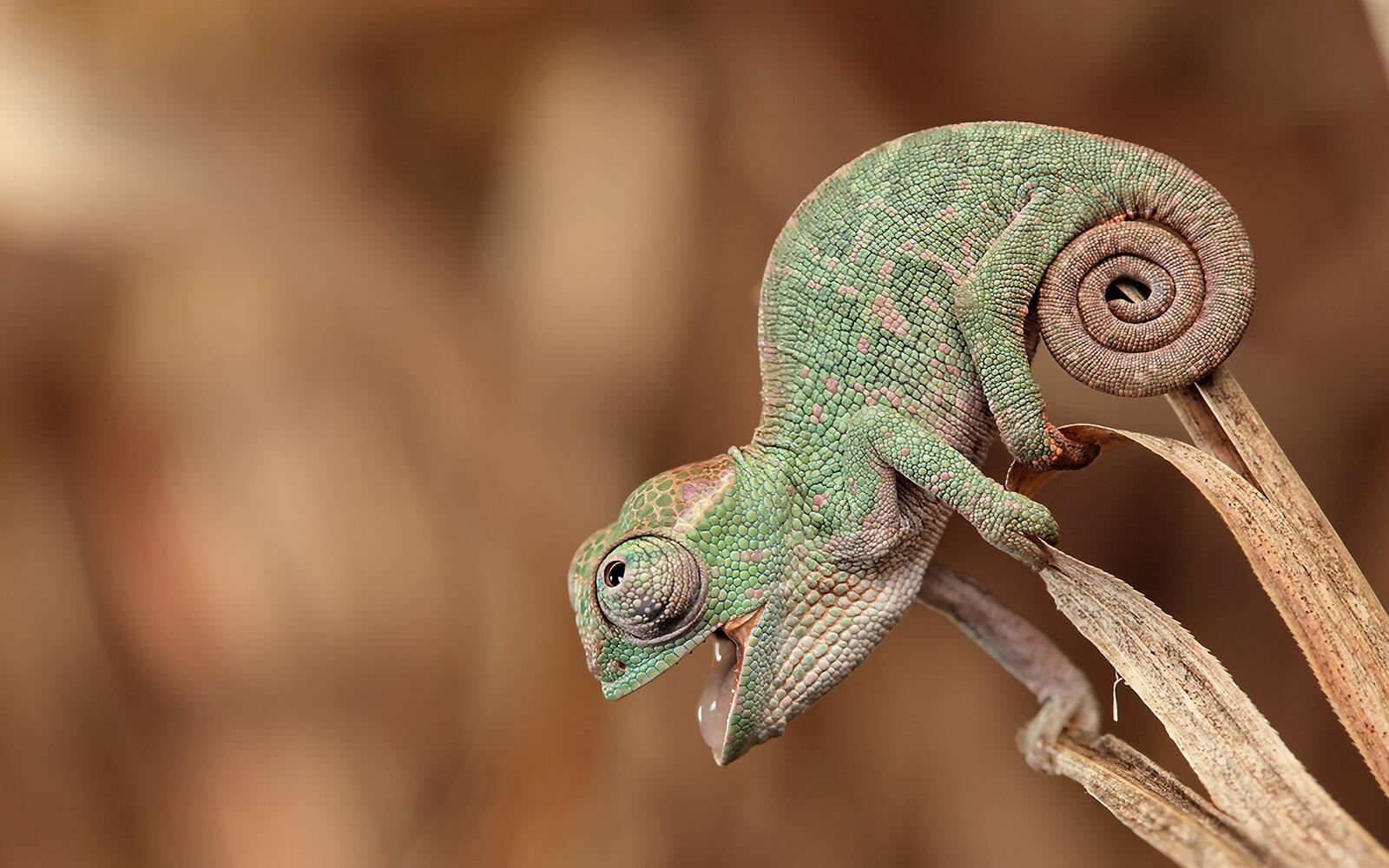 Free photo A chameleon on a tree branch