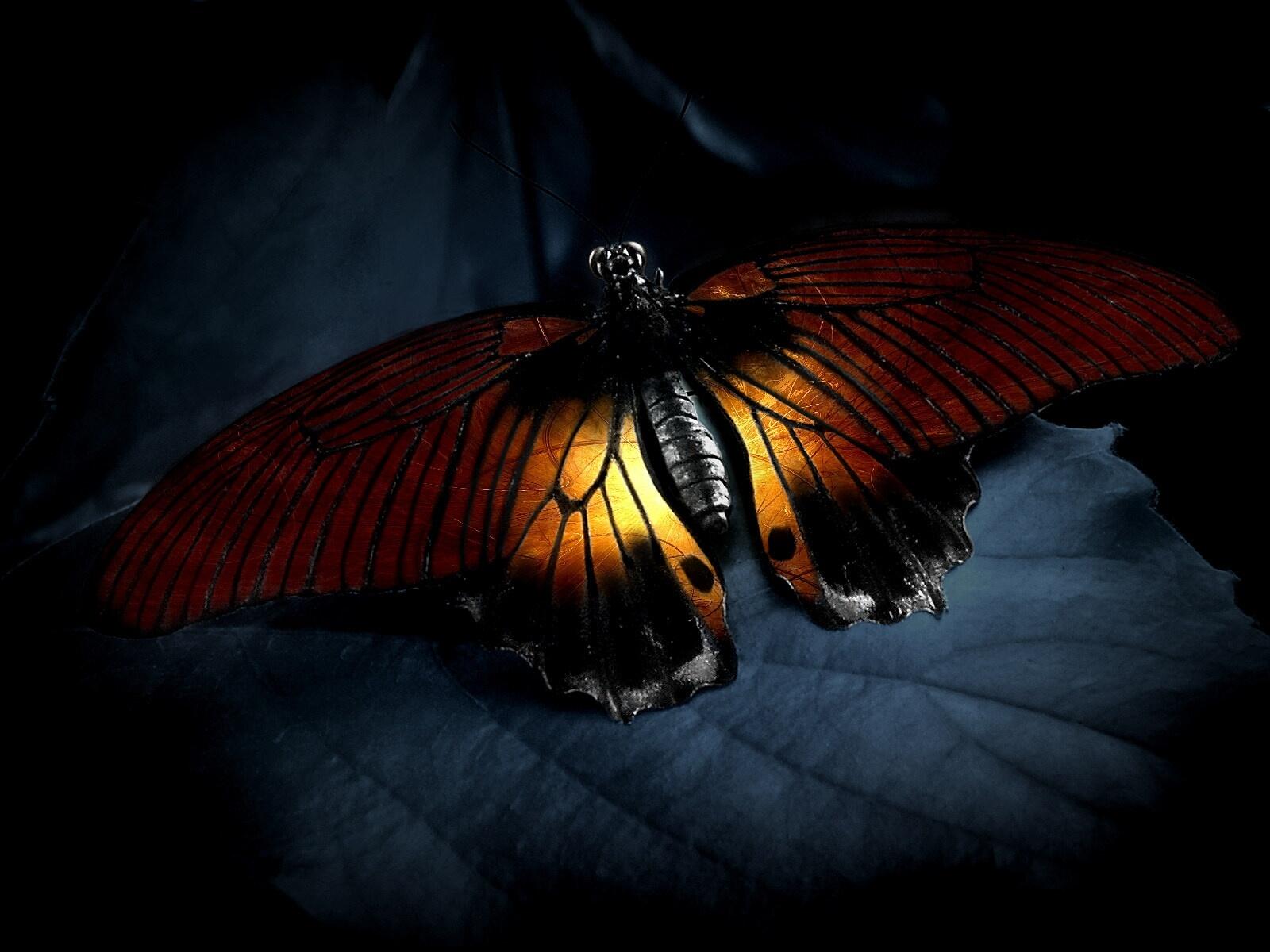 Обои бабочка крылья листок на рабочий стол