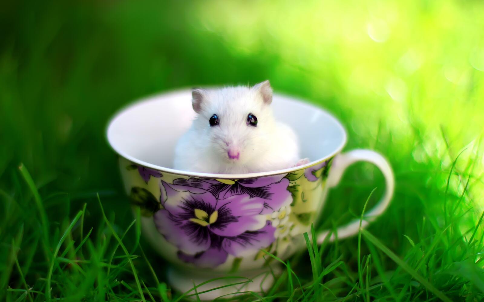 Wallpapers white mouse cup on the desktop