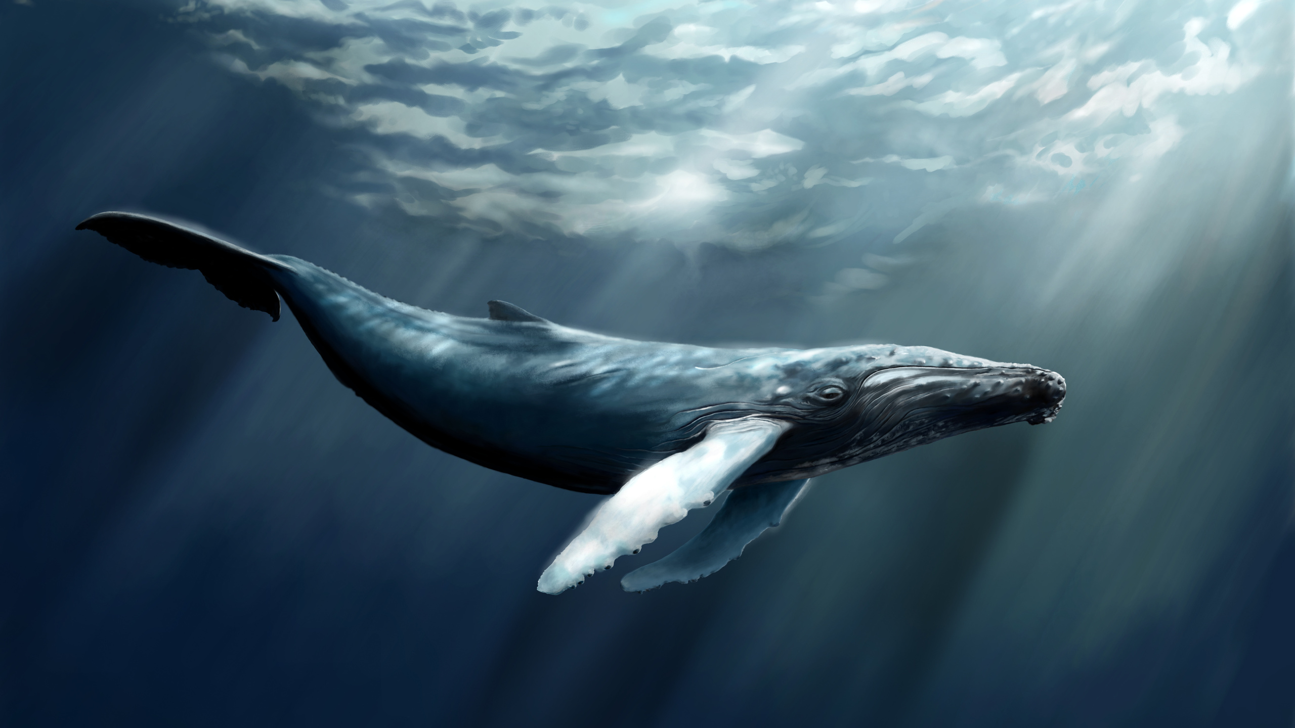Обои кит глубина млекопитающее на рабочий стол