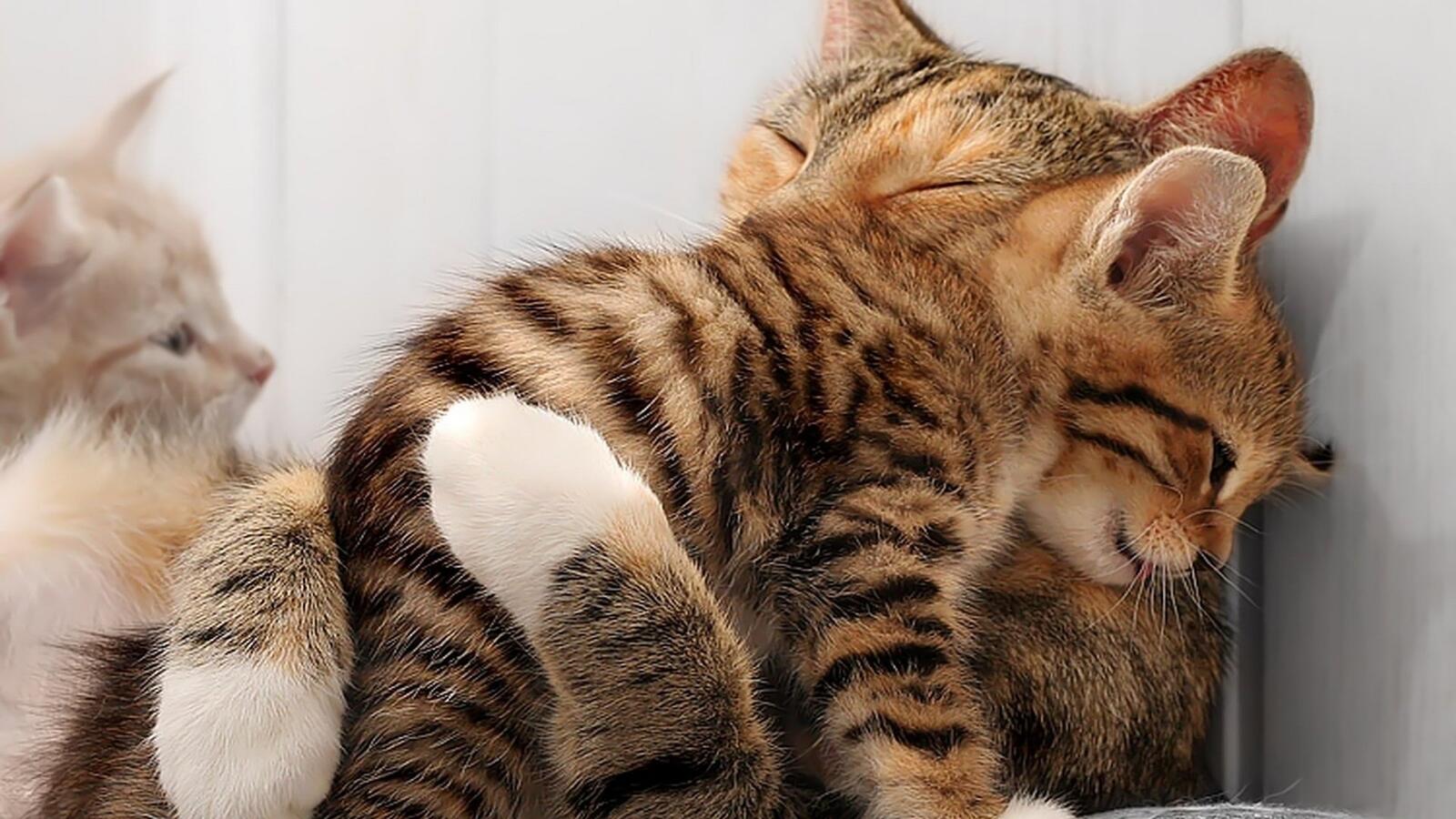 Wallpapers cat kittens hugs on the desktop