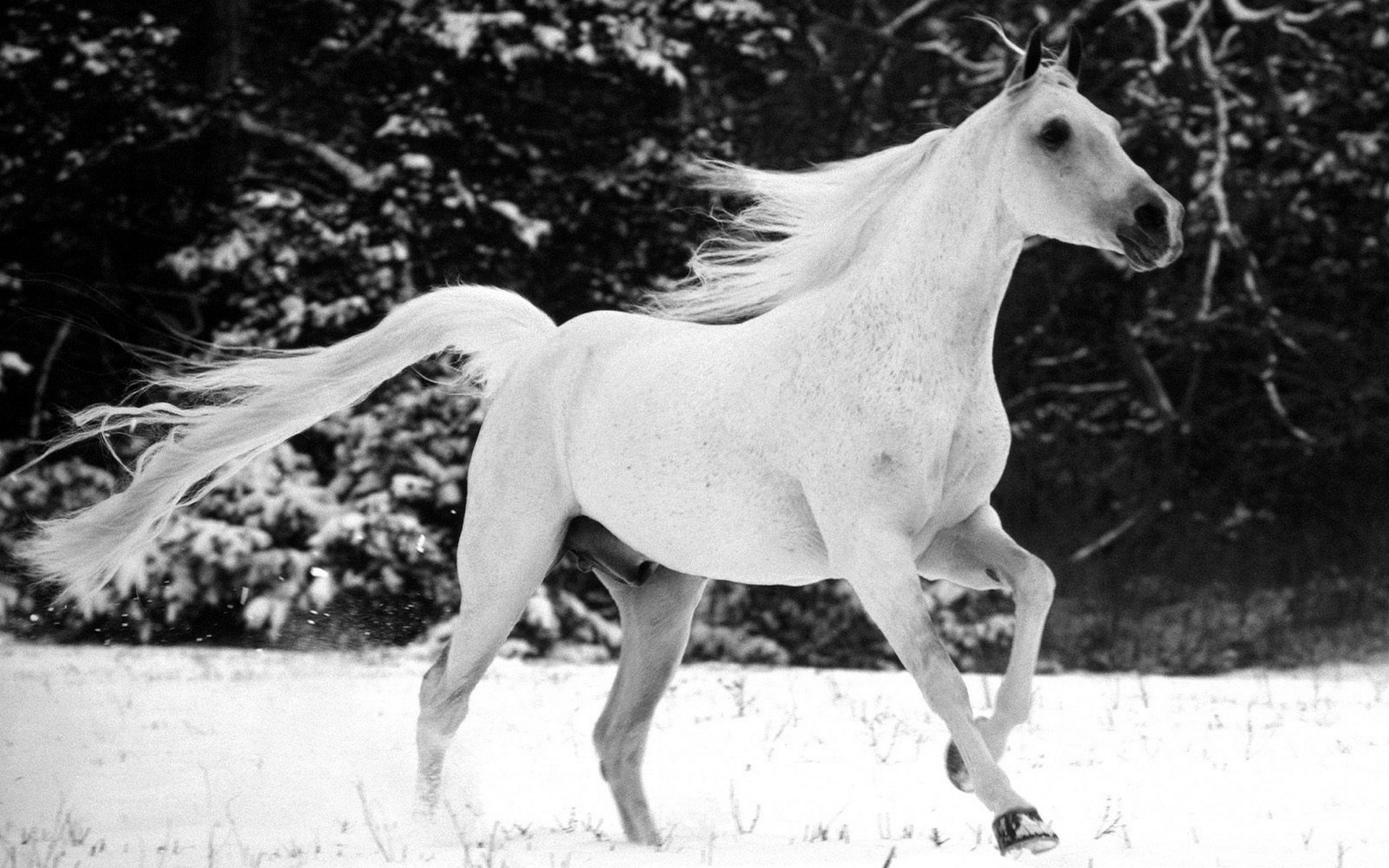 Обои лошадь белая снег на рабочий стол