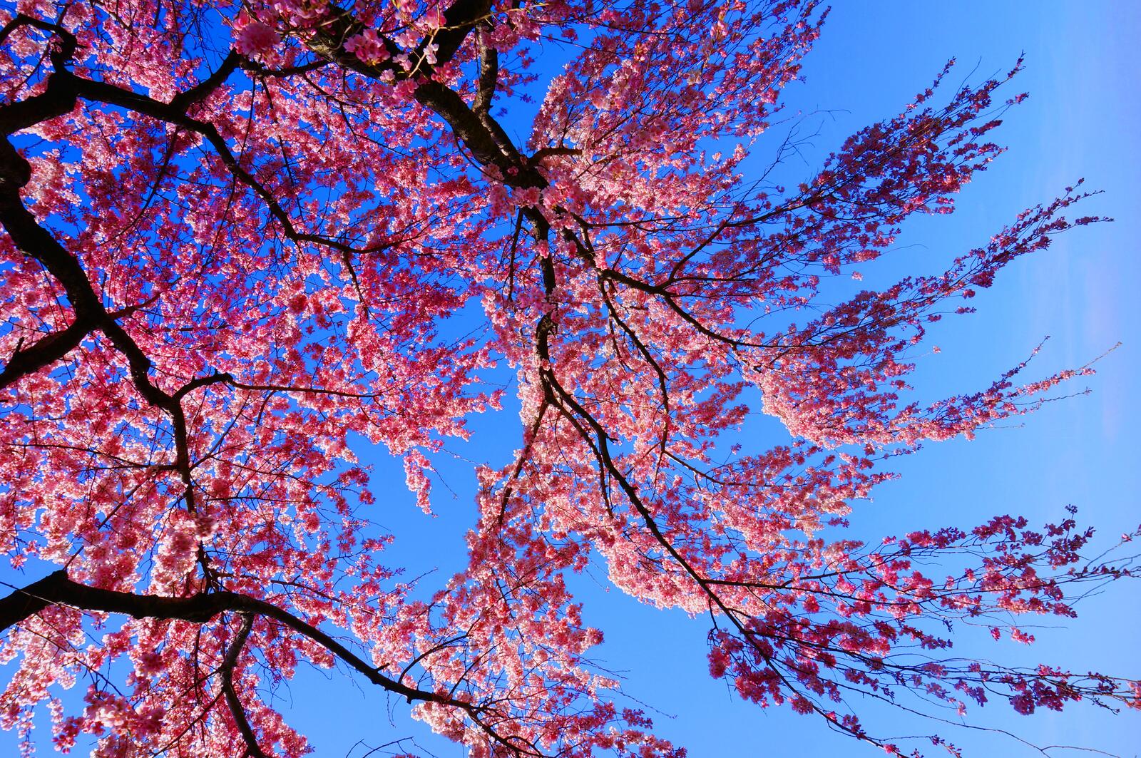 Wallpapers sakura flowers blooming tree on the desktop