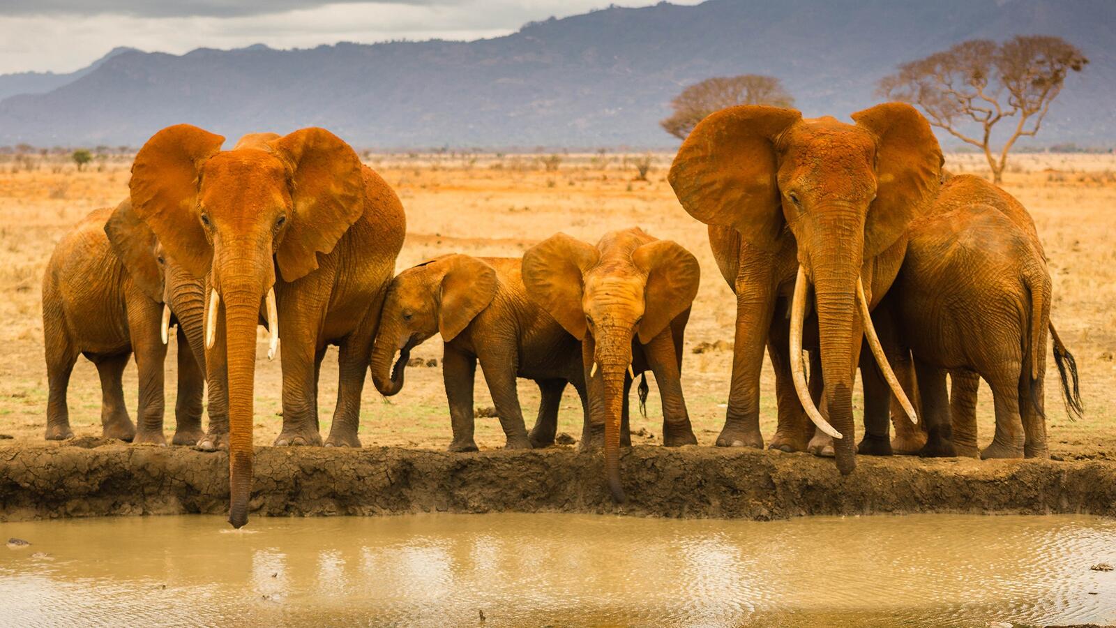 Wallpapers elephants africa sand on the desktop