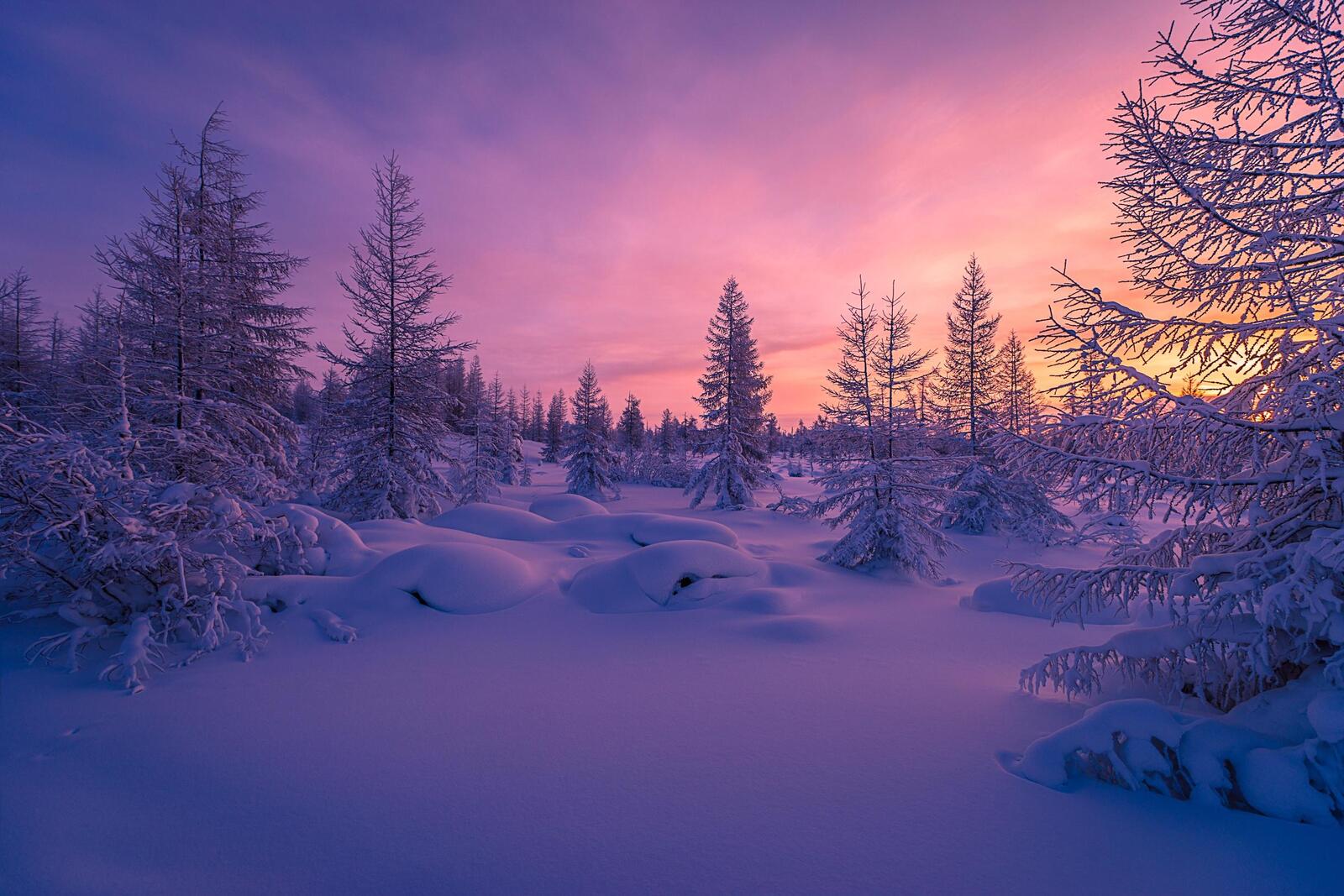 Wallpapers darkens landscape snow on trees on the desktop