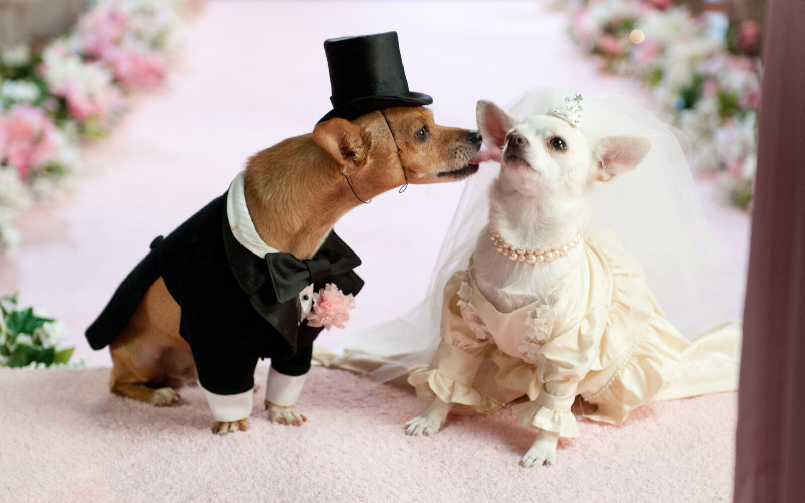 Wallpapers wedding dogs love on the desktop