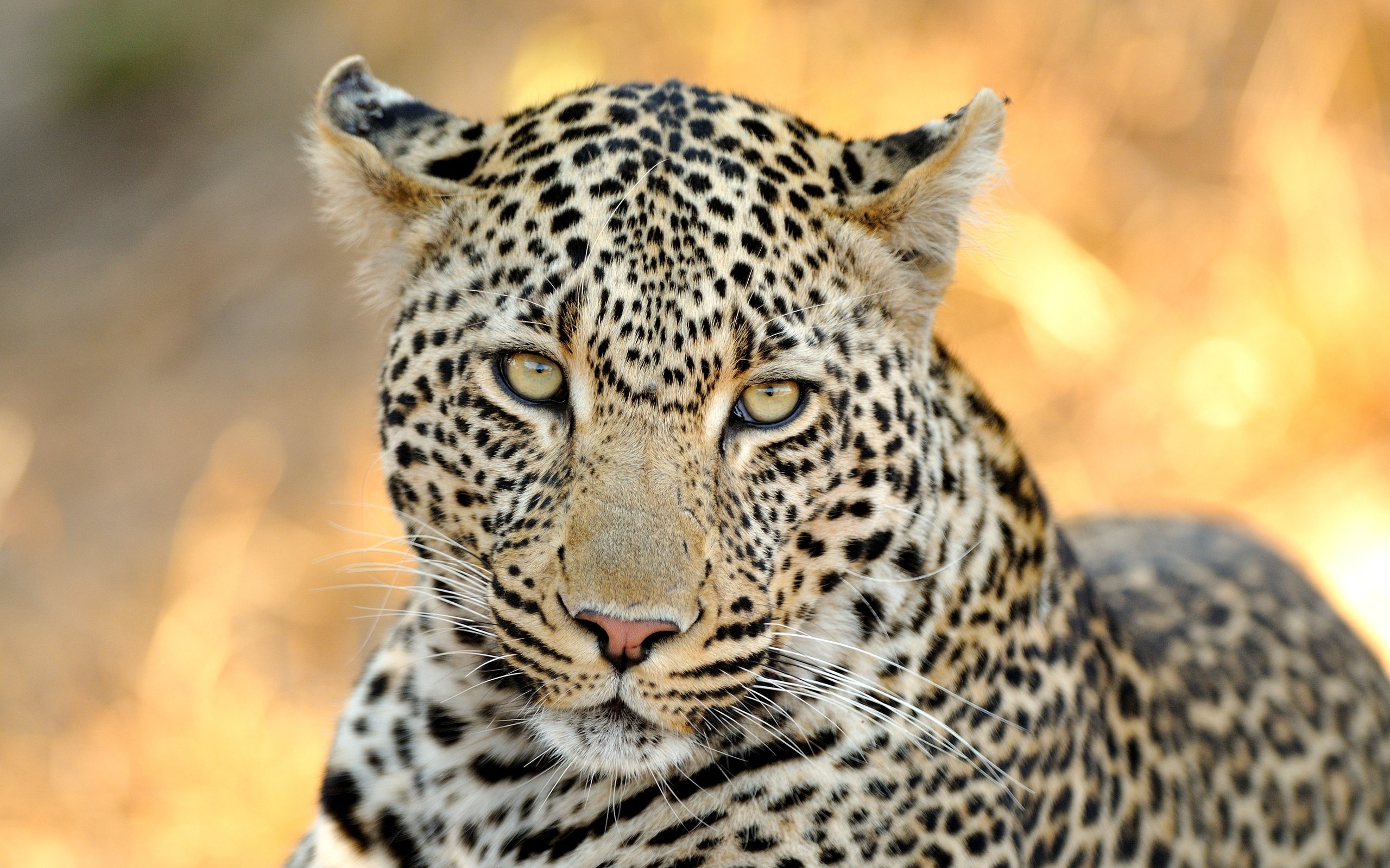 Wallpapers leopard friendly eyes animals on the desktop