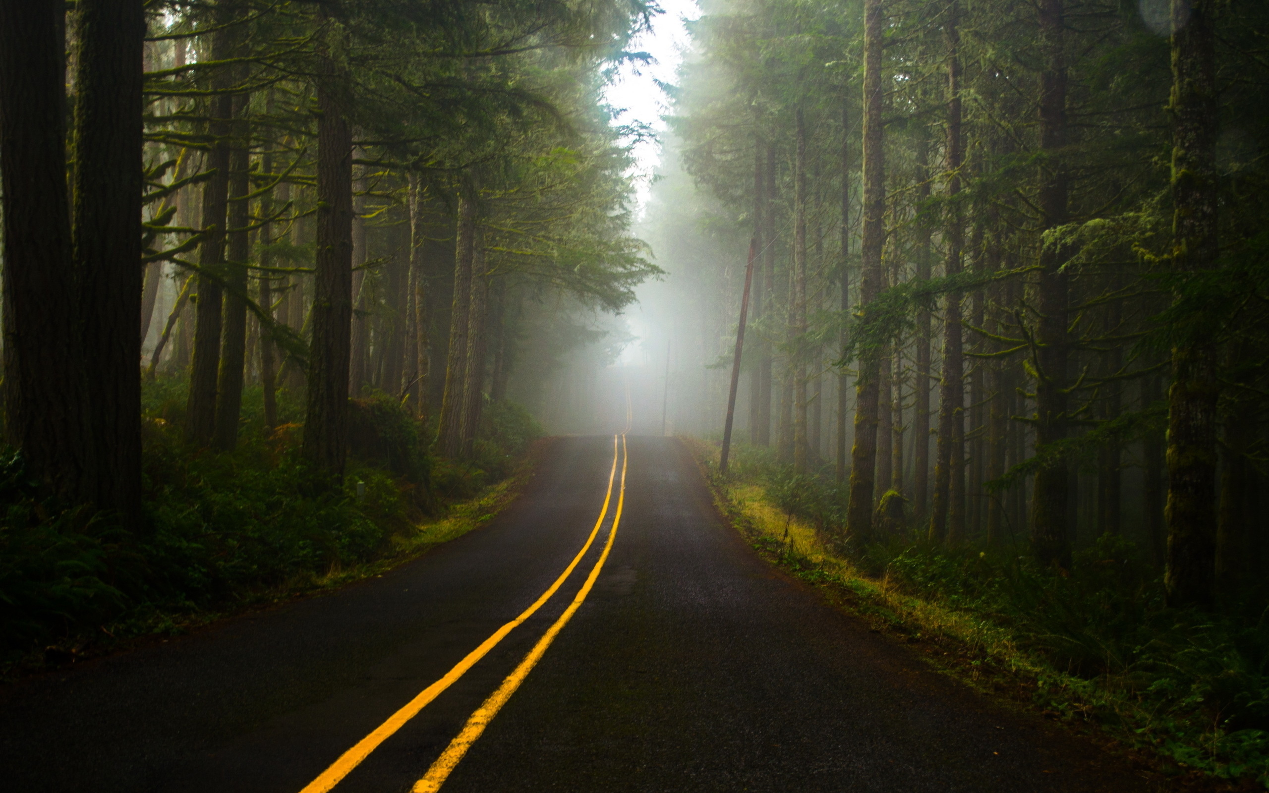 Дорога, туман, лес бесплатно