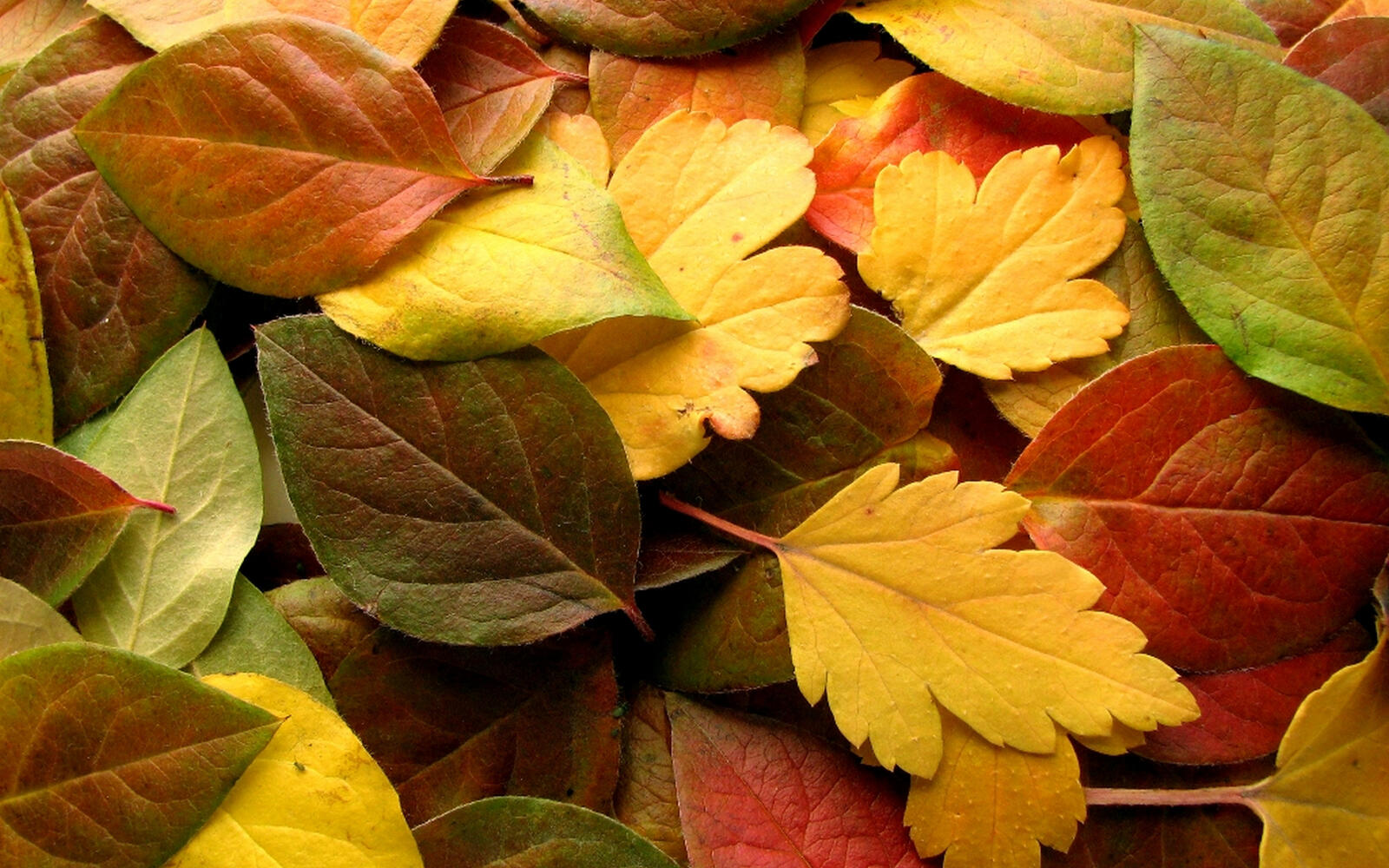Wallpapers autumn trees yellow on the desktop