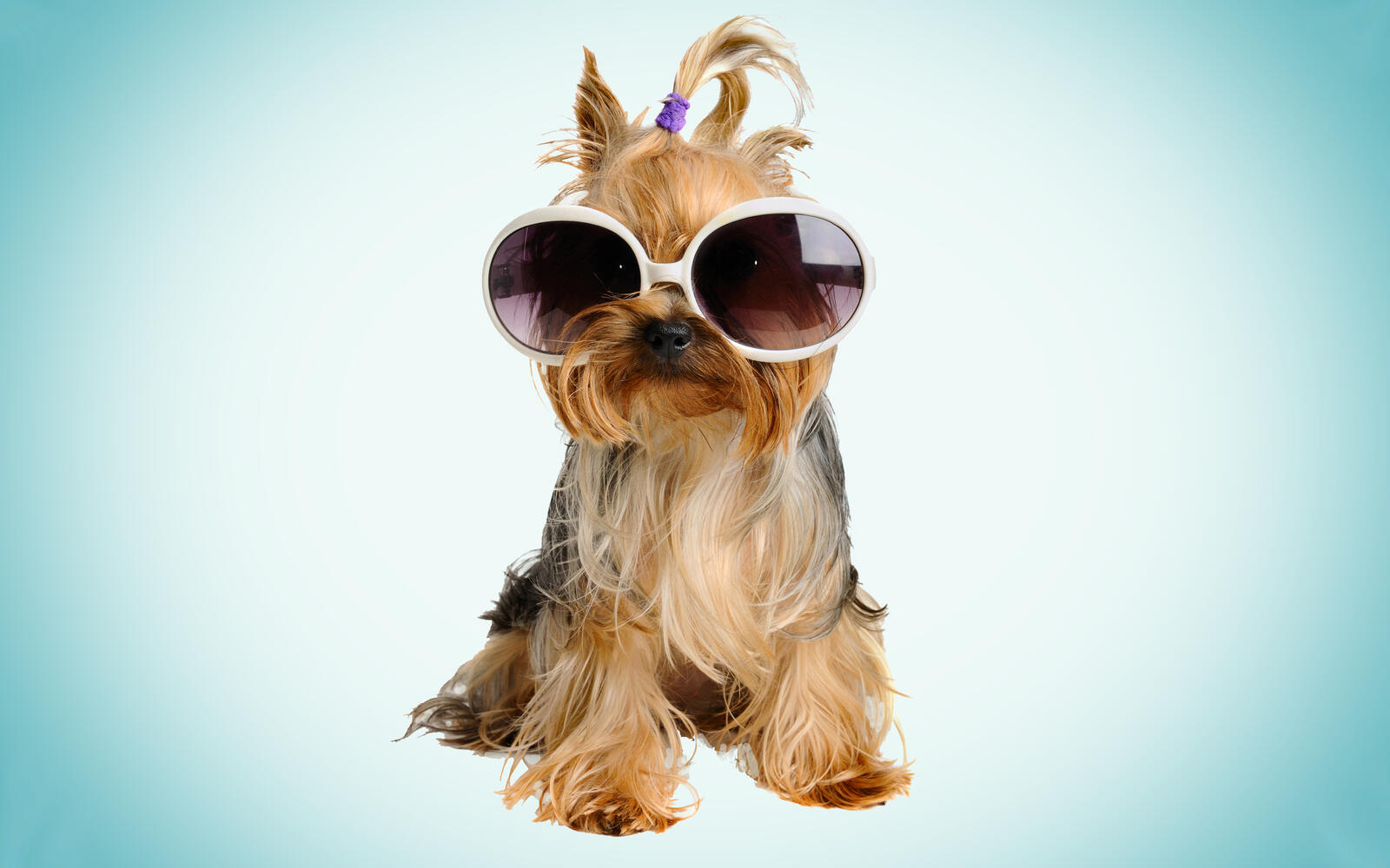 Wallpapers dog puppy glasses on the desktop