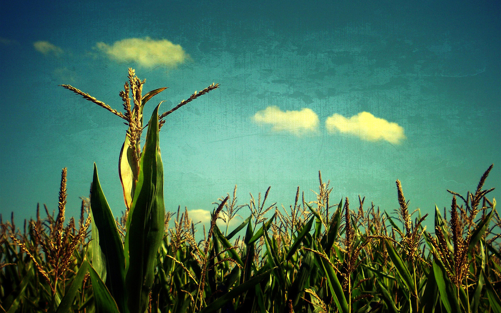 Wallpapers field corn green on the desktop