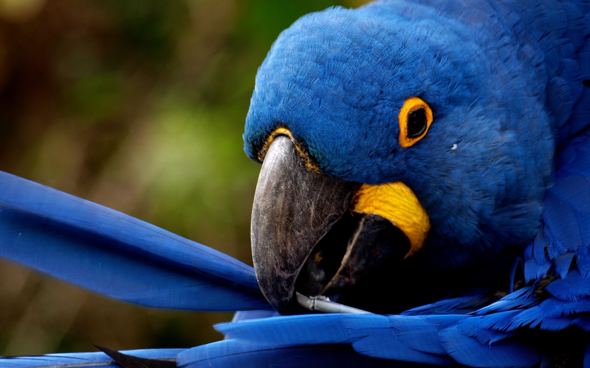 Wallpapers parrot blue feather on the desktop