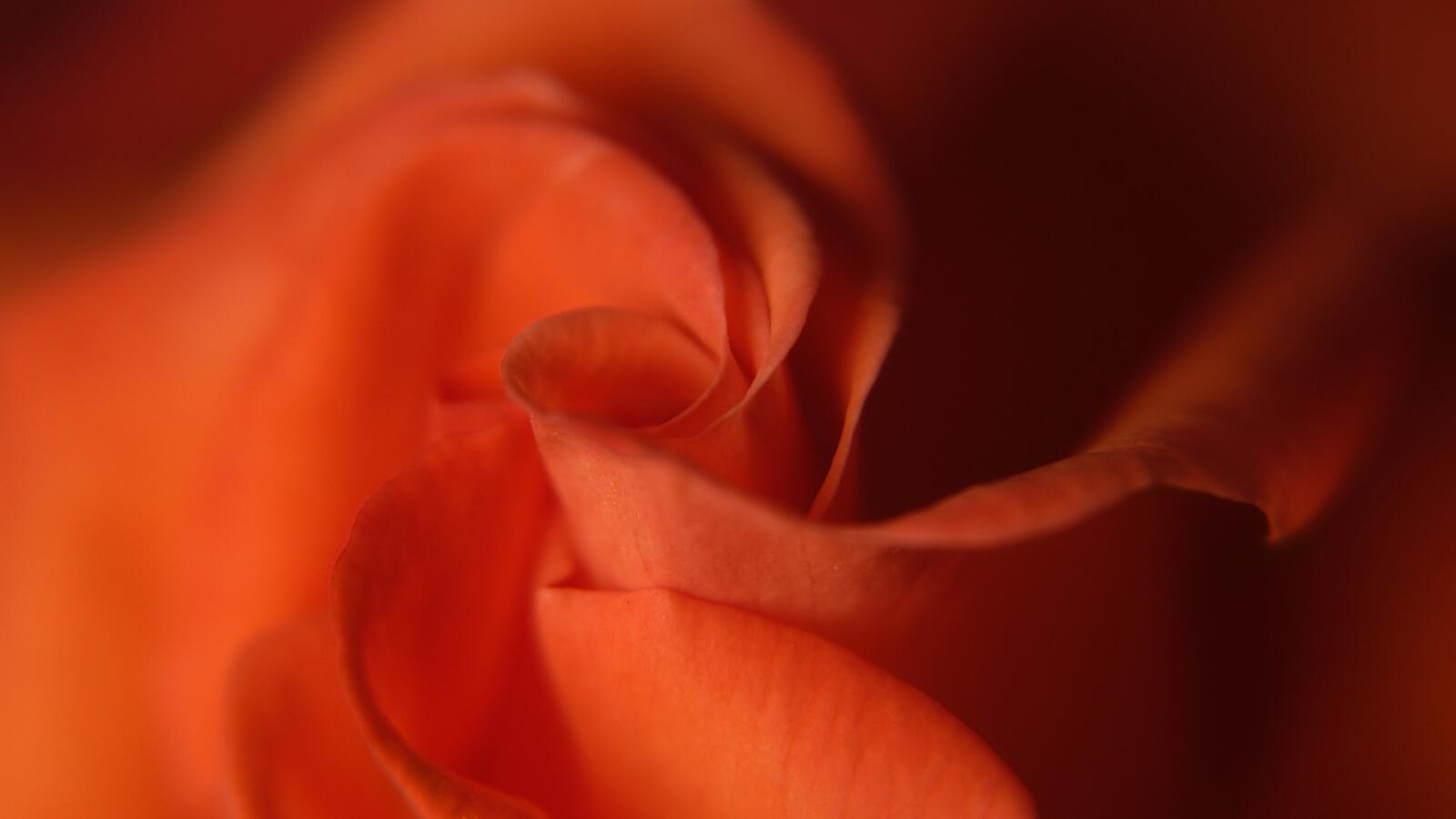 Обои цветы роза план на рабочий стол