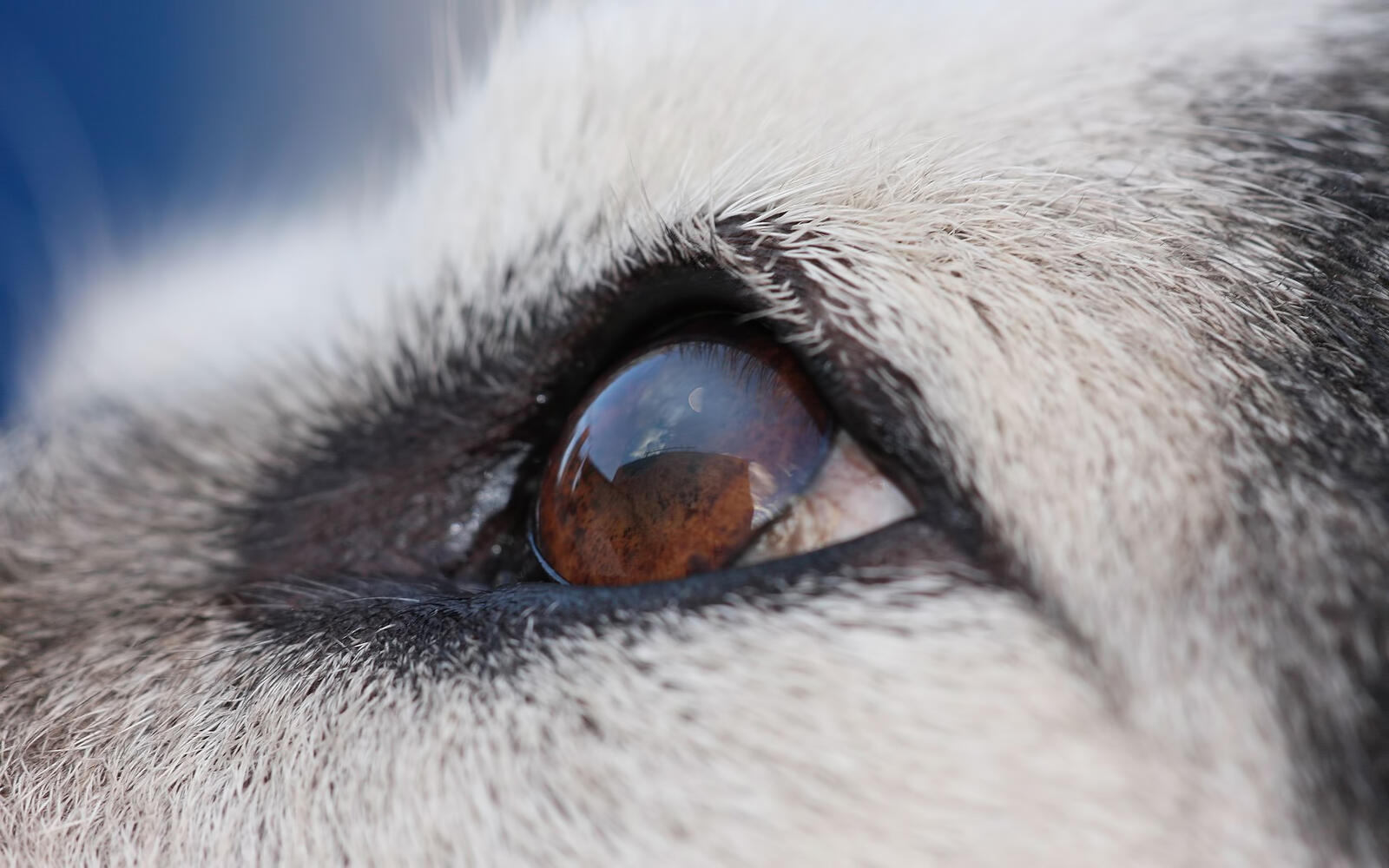 Wallpapers eyes os dog on the desktop