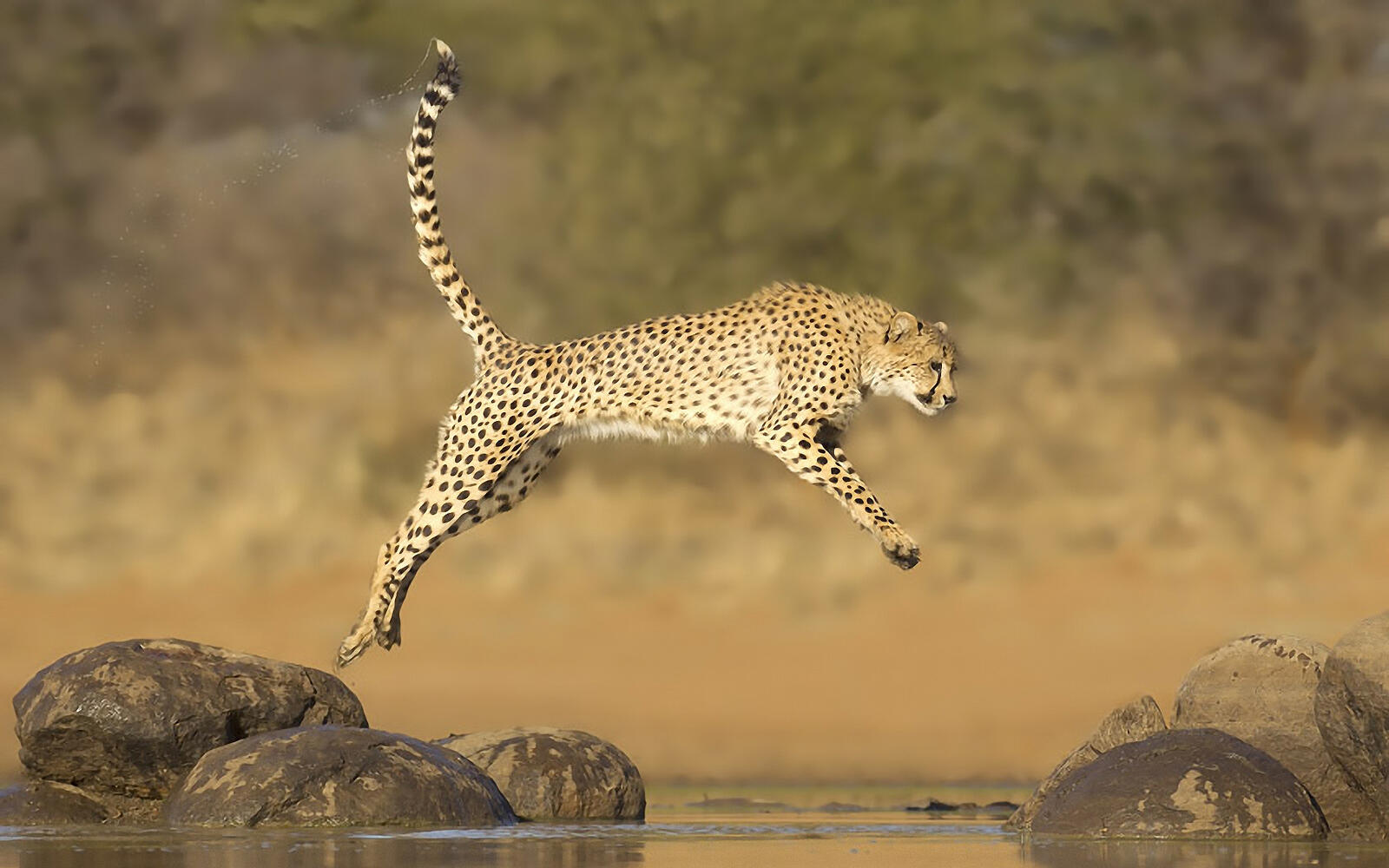 Wallpapers cheetah jumping across the stream on the desktop