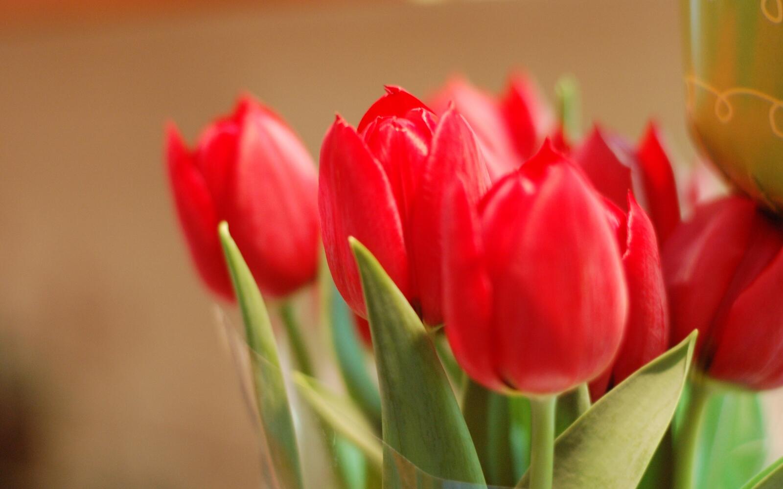Обои букет тюльпаны красные на рабочий стол