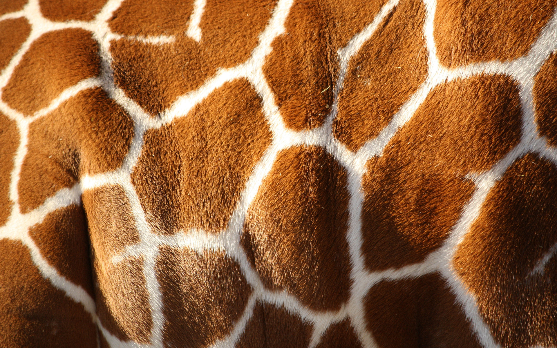 Wallpapers giraffe body skin on the desktop