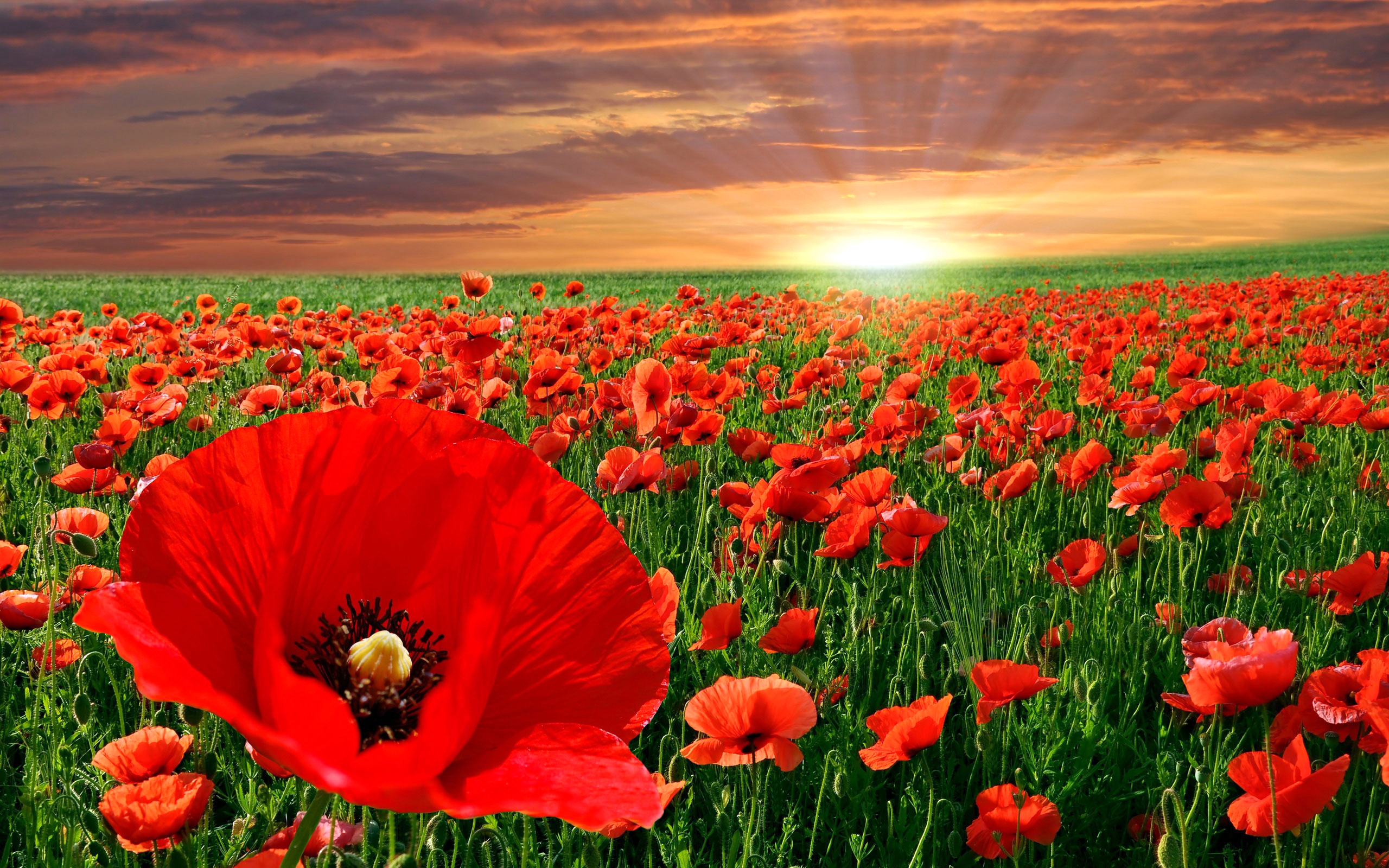 Wallpapers red poppies drops of the sun on earth on the desktop