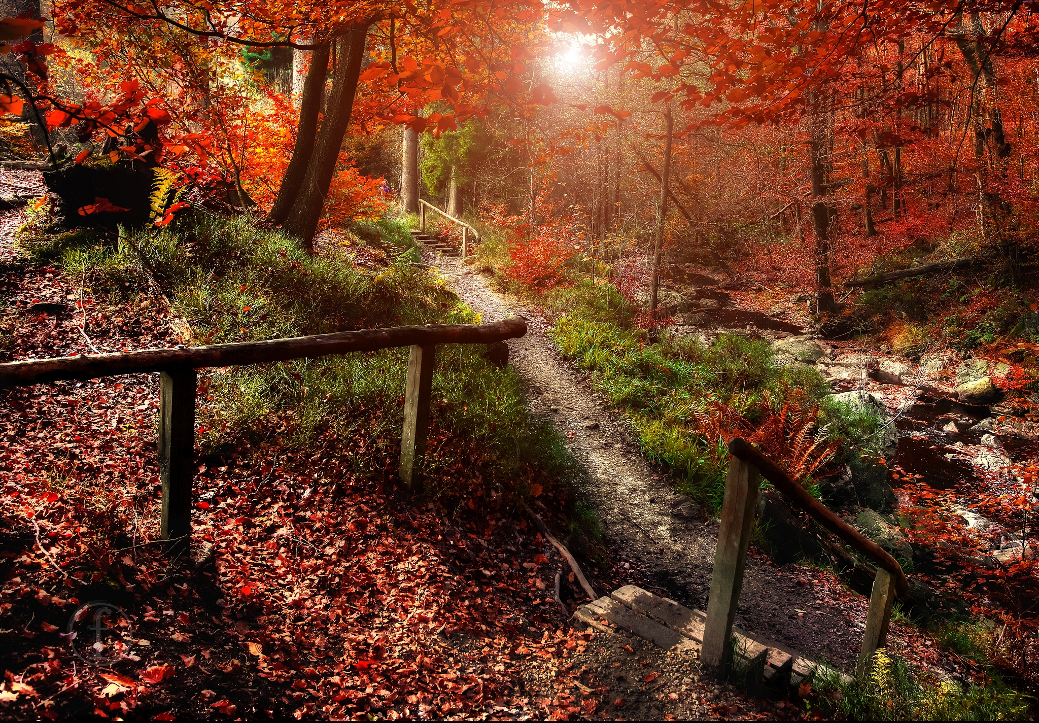 Wallpapers forest steps autumn on the desktop
