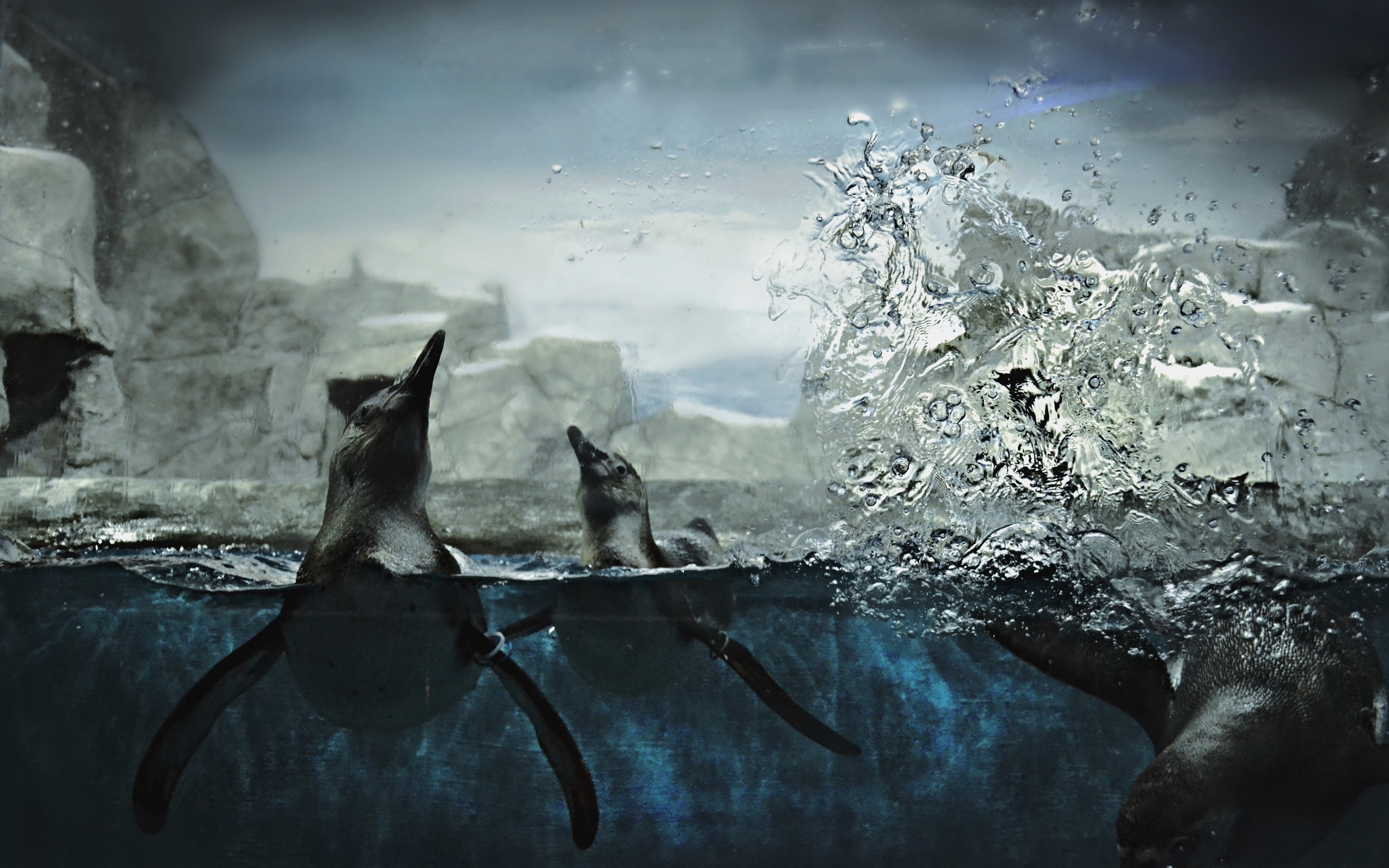 Wallpapers penguins swim sea on the desktop