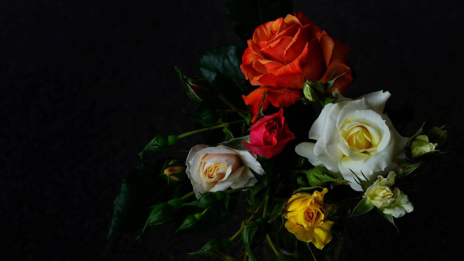 Обои черный фон красные розы розы на рабочий стол