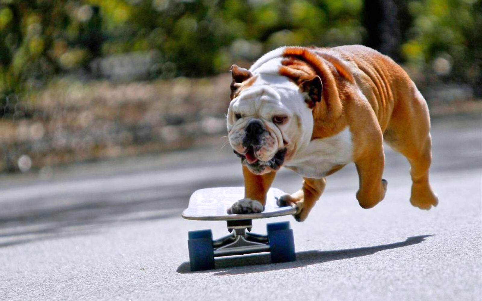 Wallpapers dog bulldog skate on the desktop