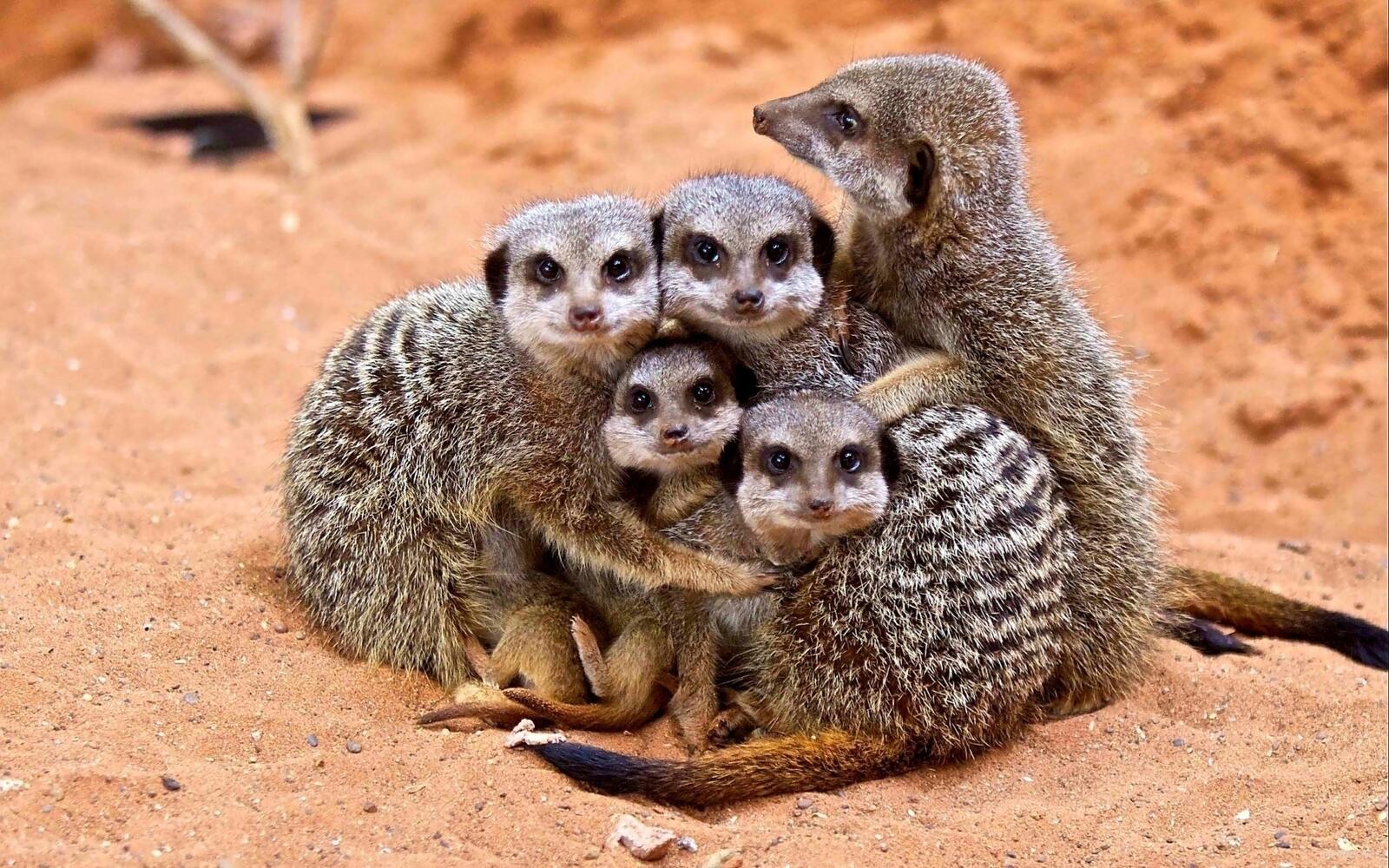 Wallpapers meerkats family little animals on the desktop