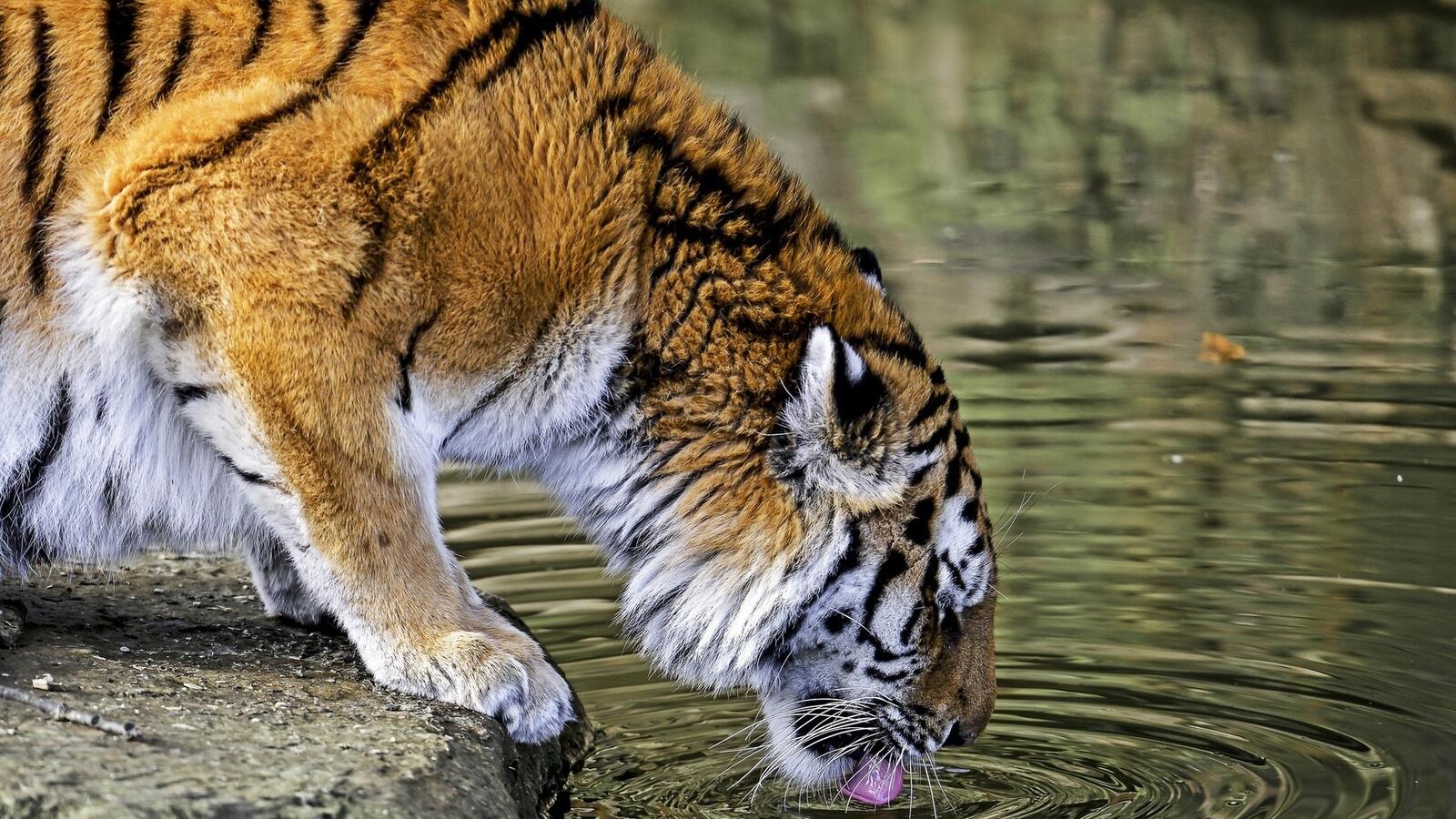 Wallpapers tiger water tongue on the desktop