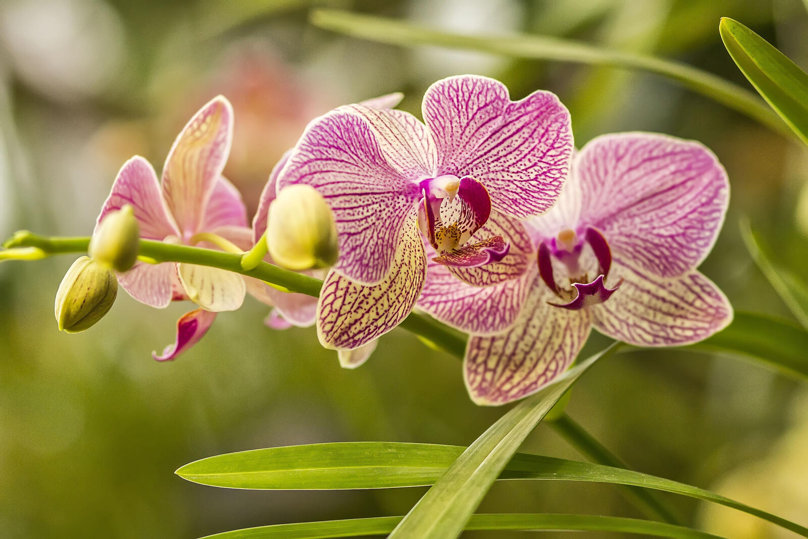 Обои цветы орхидея ветвь на рабочий стол