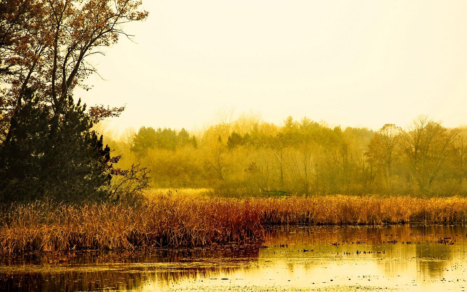 Wallpapers nature river swamp on the desktop