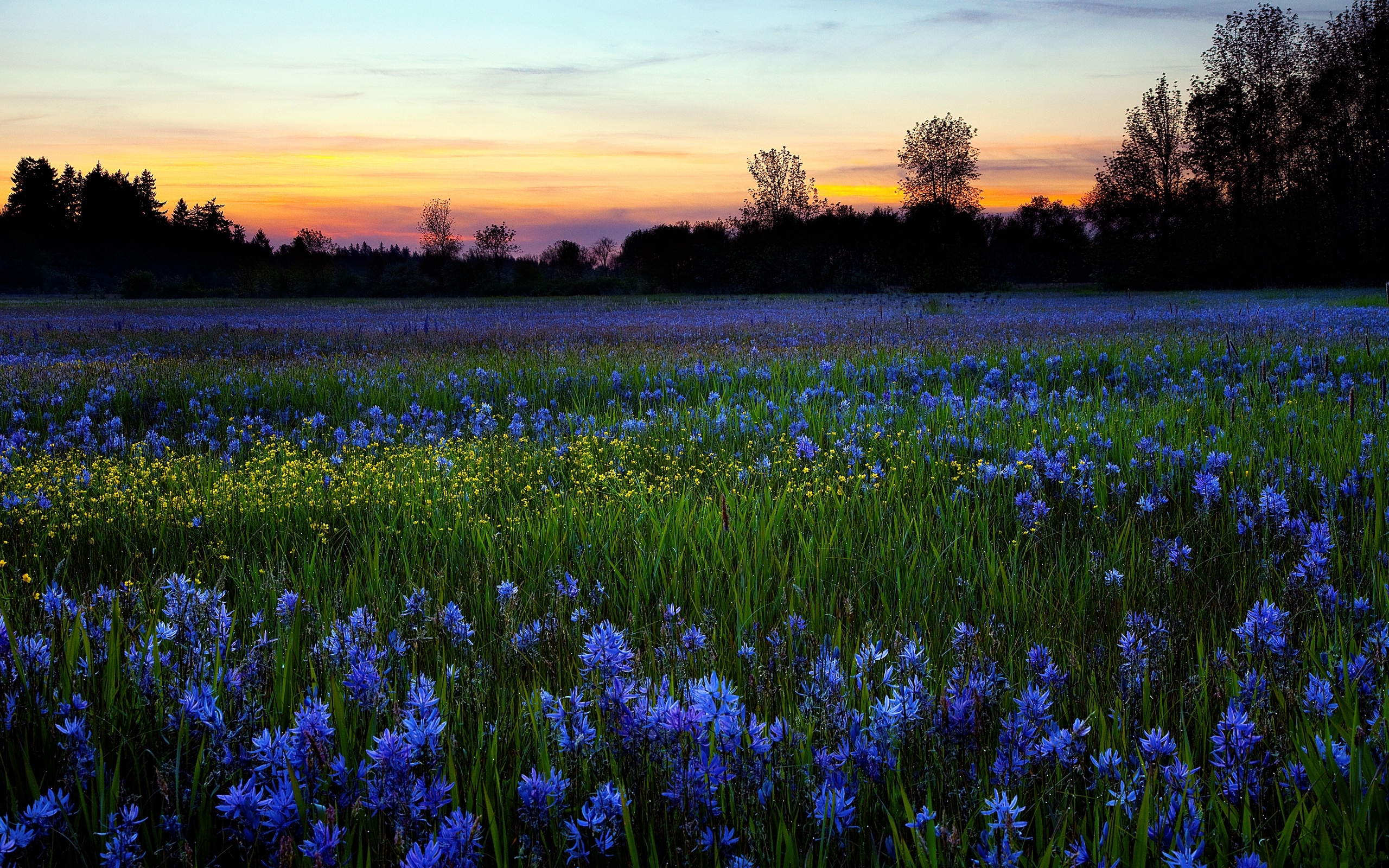 Фото бесплатно поле, цветы, закат