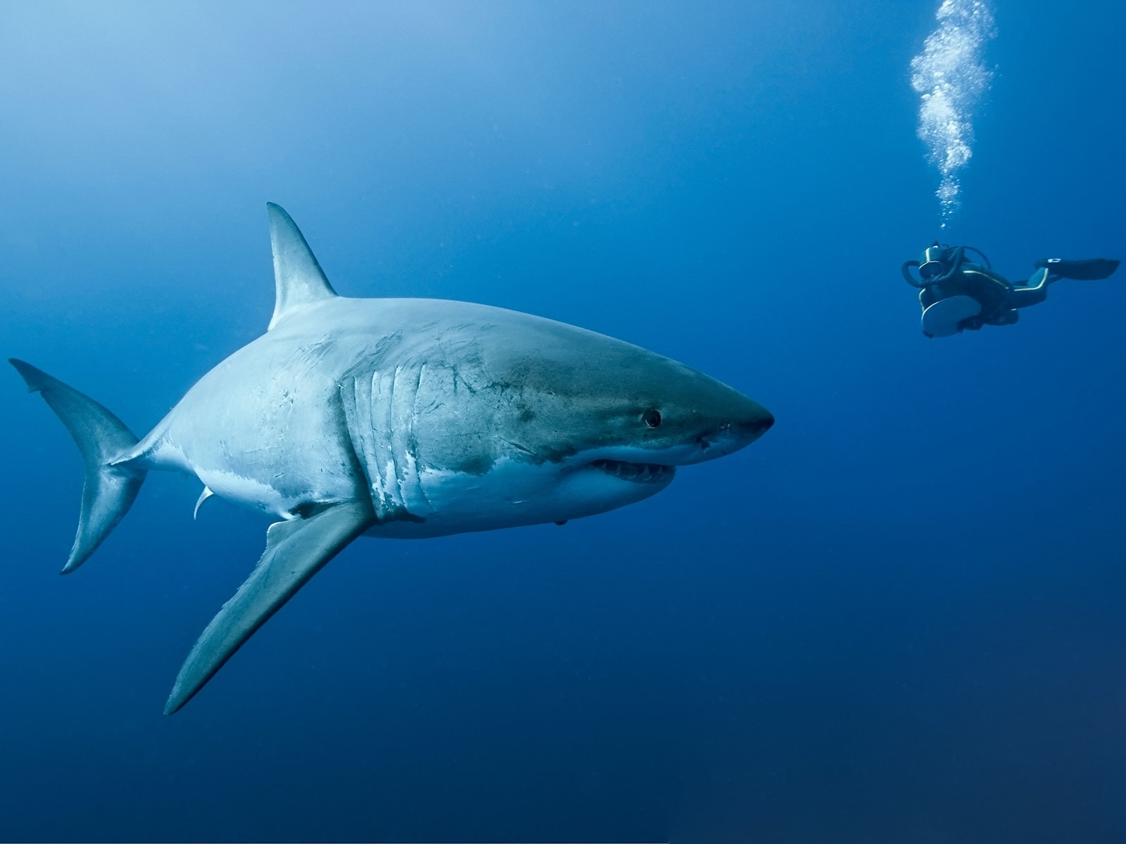 Wallpapers shark diver ocean on the desktop