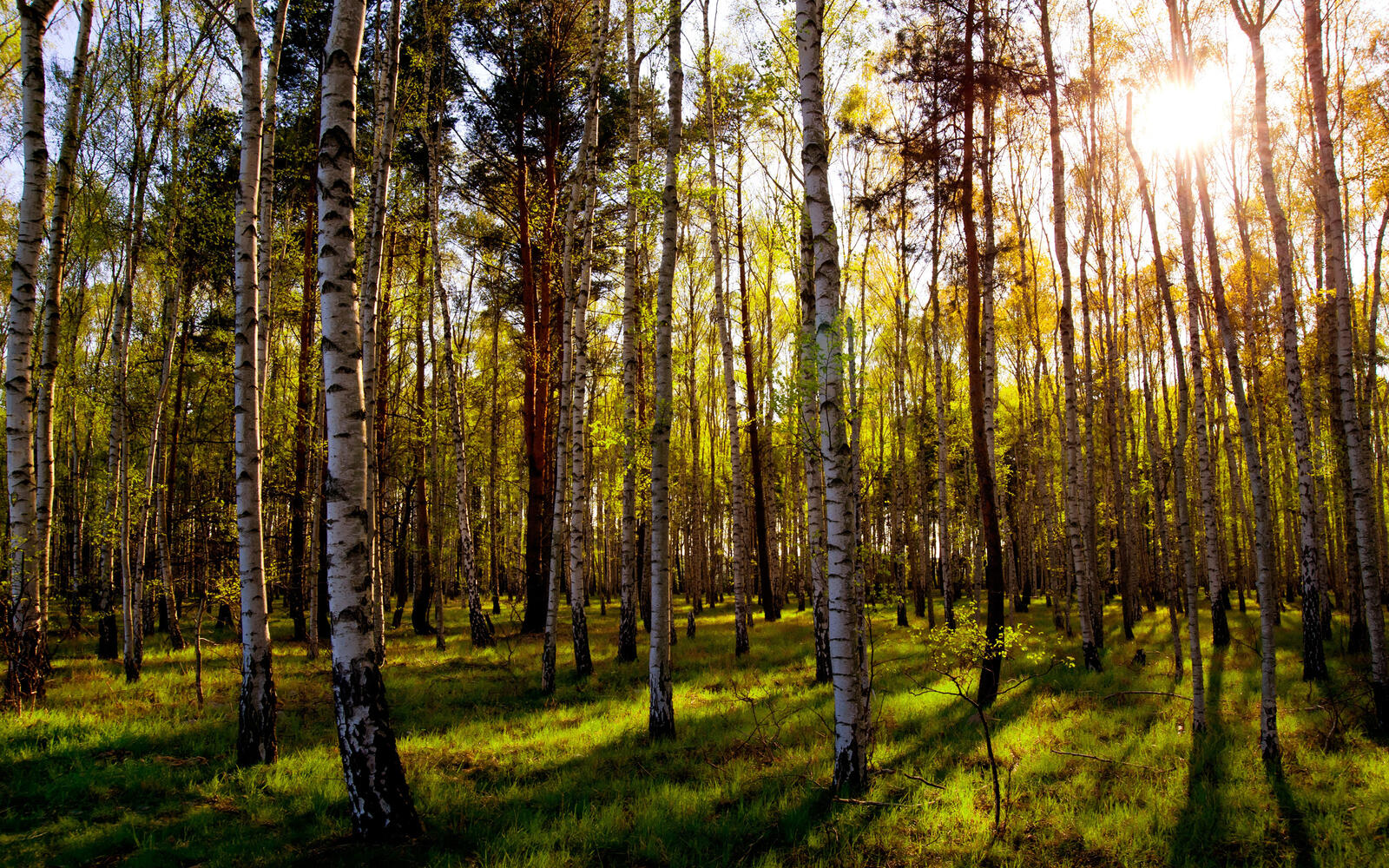 Wallpapers birches forest grass rays on the desktop