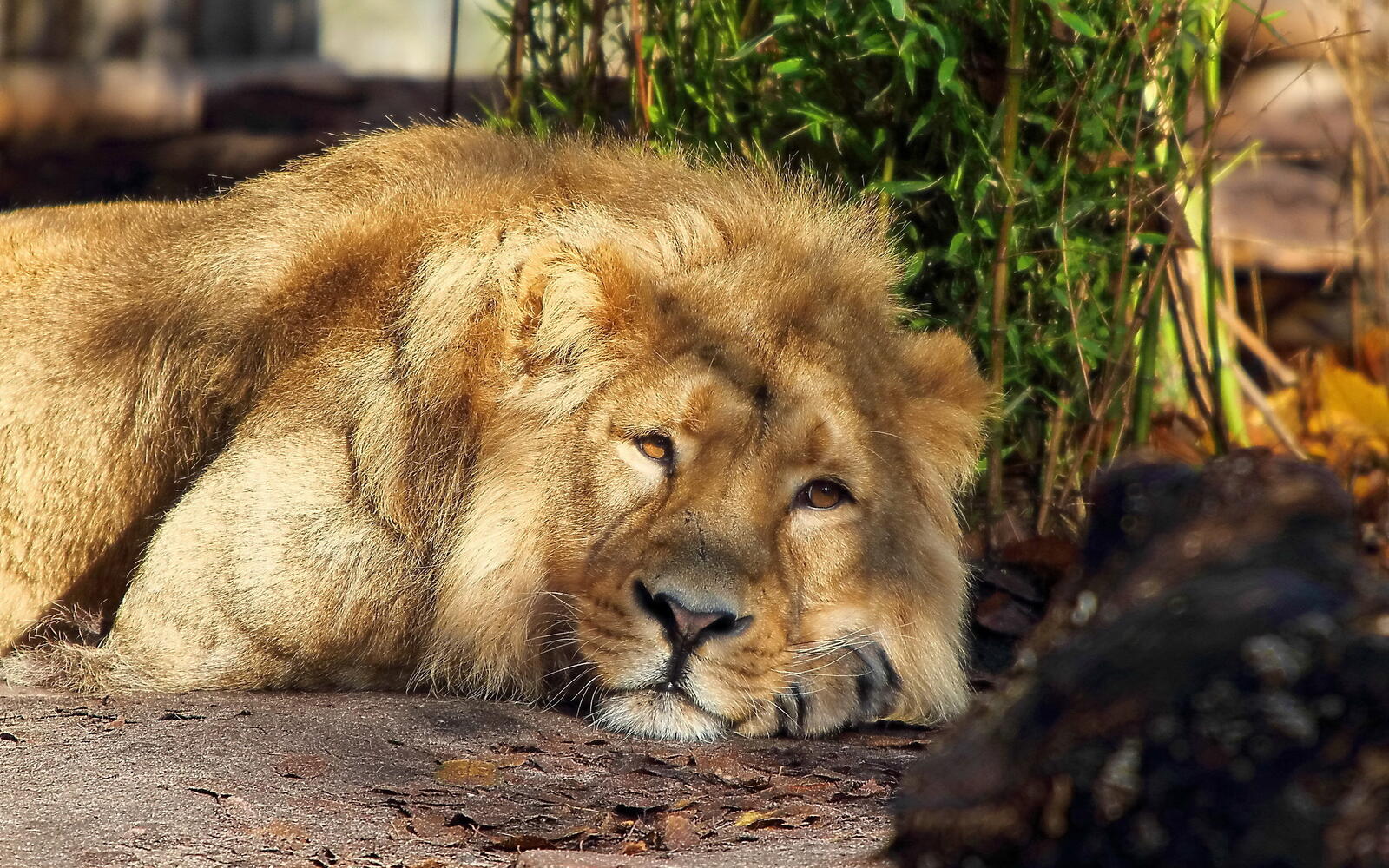 Wallpapers lion in the sun resting on the desktop