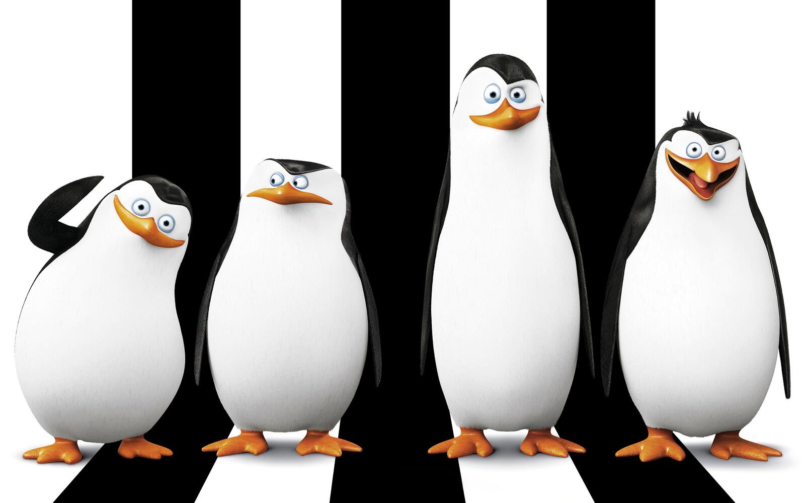 Wallpapers madagascar penguins black on the desktop