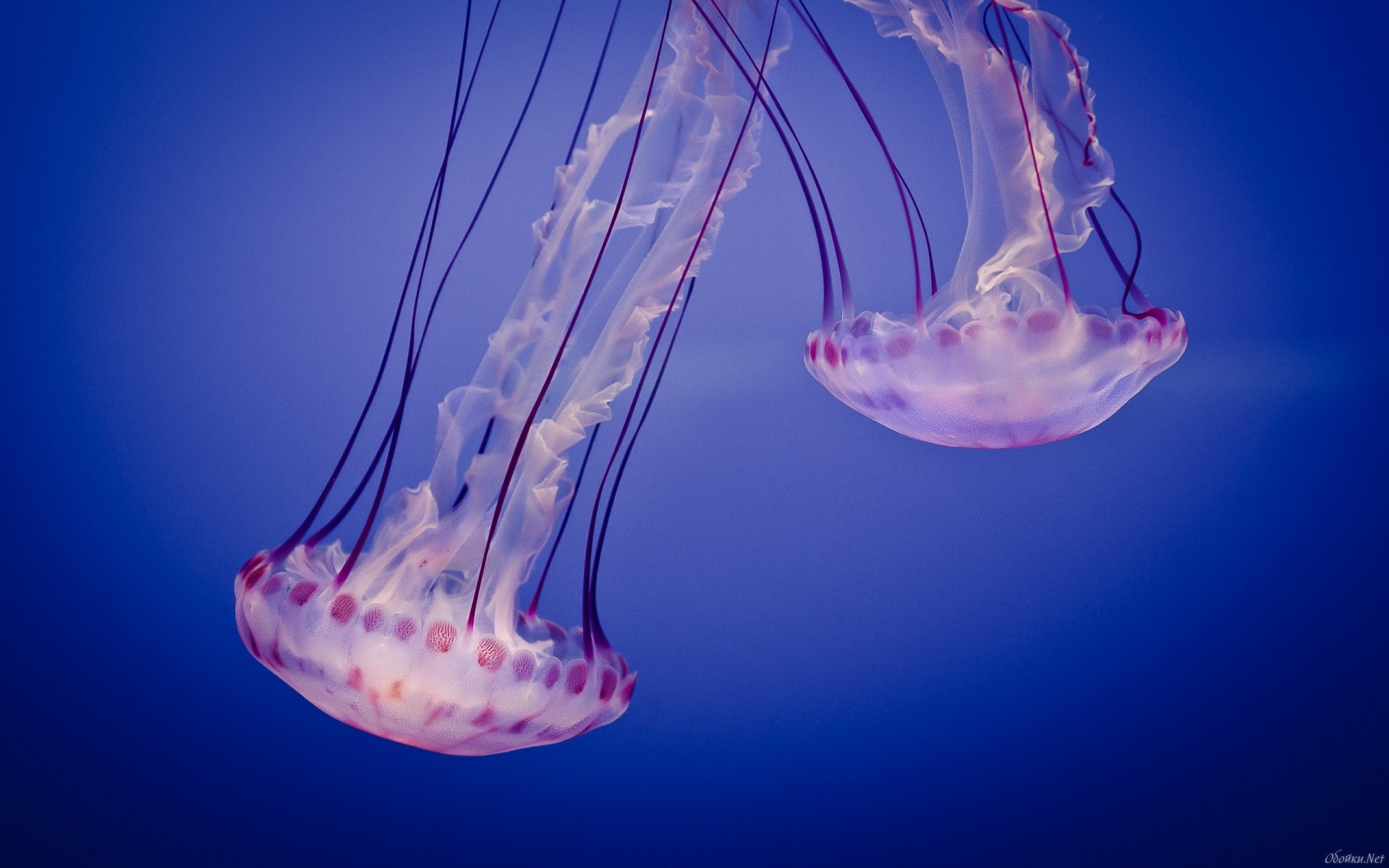 Обои медузы вода море на рабочий стол