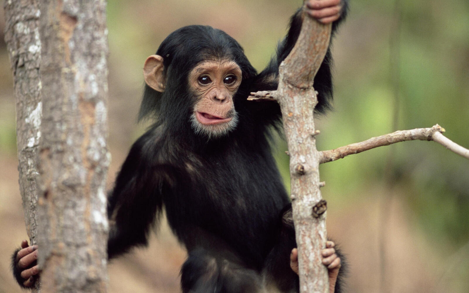 Обои обезьяна шимпанзе морда на рабочий стол