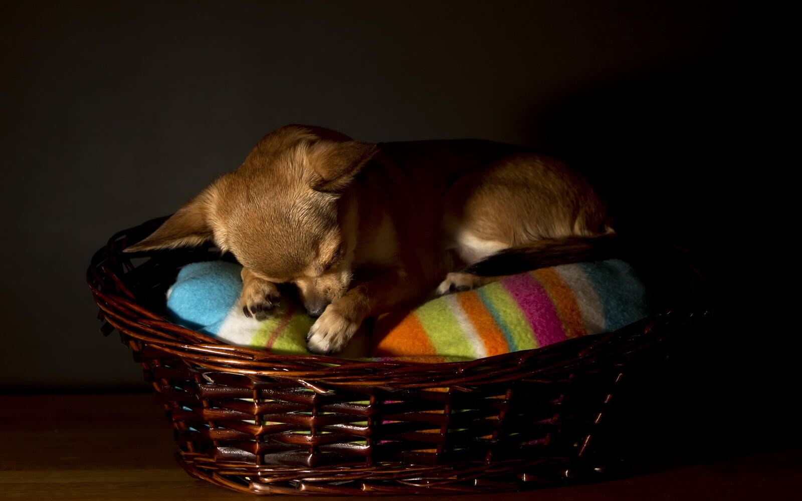 Wallpapers puppy small cub on the desktop