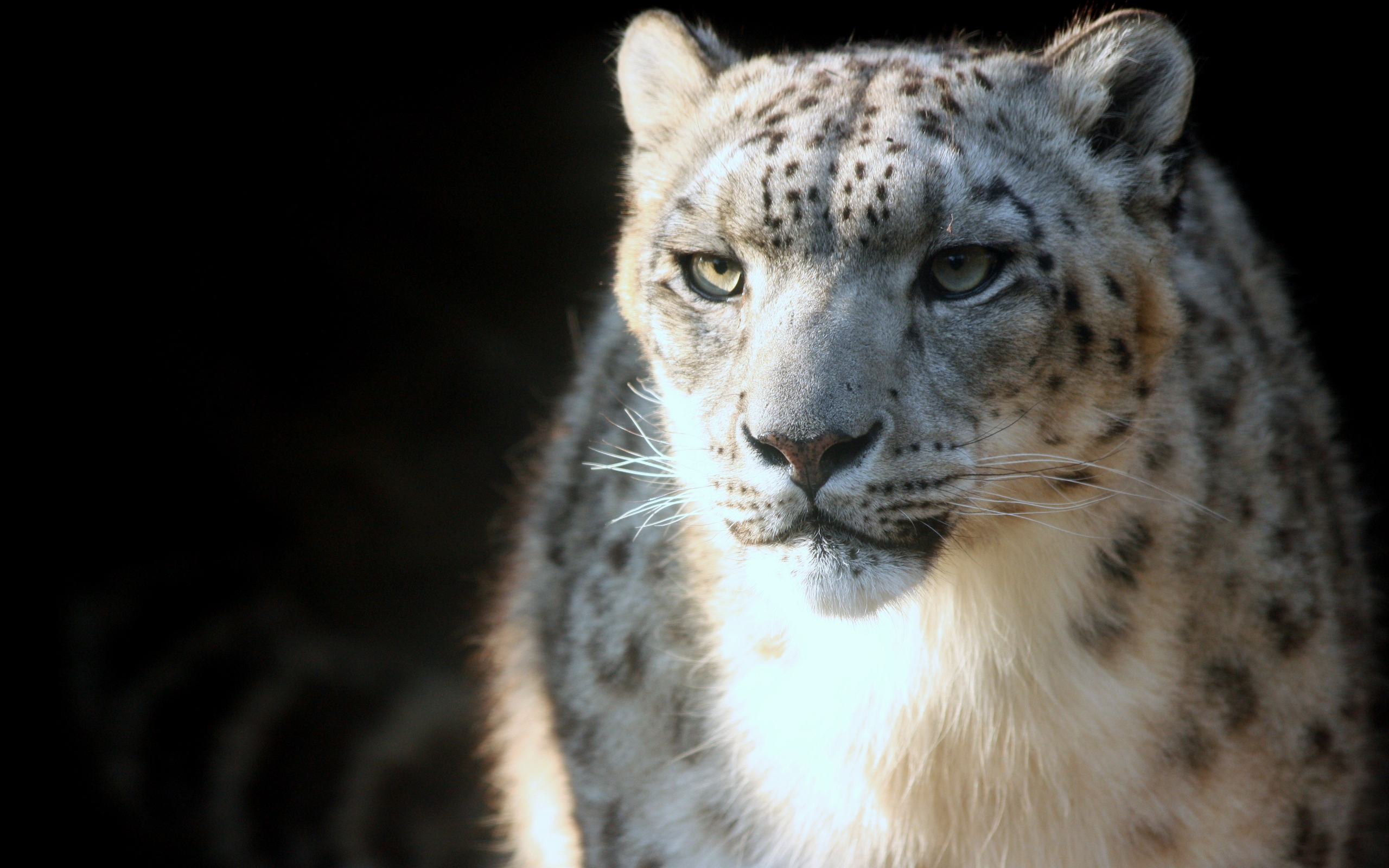 Wallpapers snow leopard muzzle eyes on the desktop