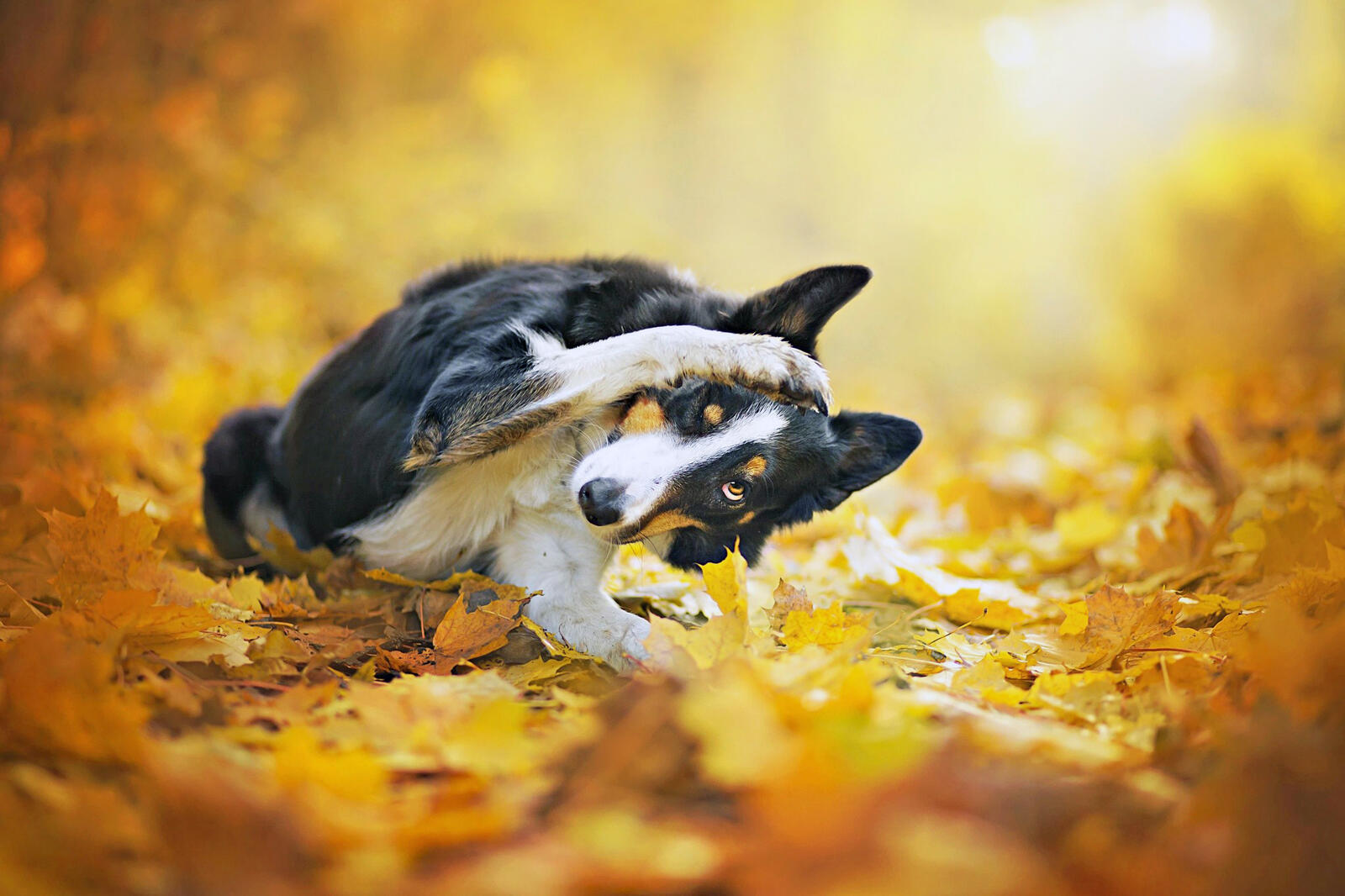 Wallpapers dog leaves and everything on the desktop