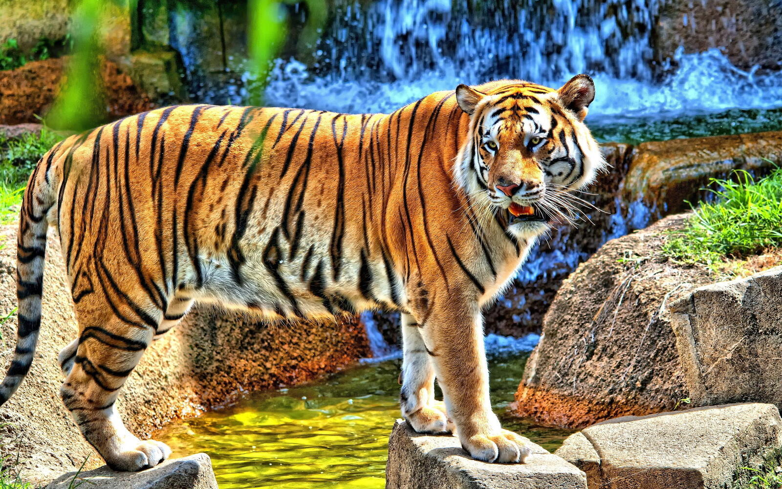 Wallpapers tiger striped waterfall on the desktop